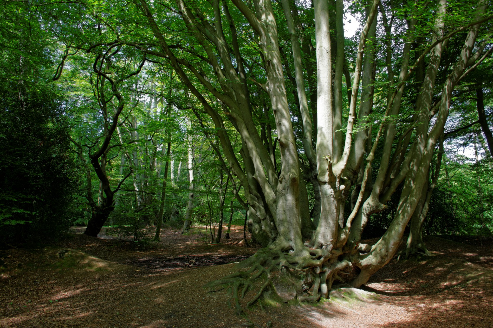Beech Coppice, Epping Forest