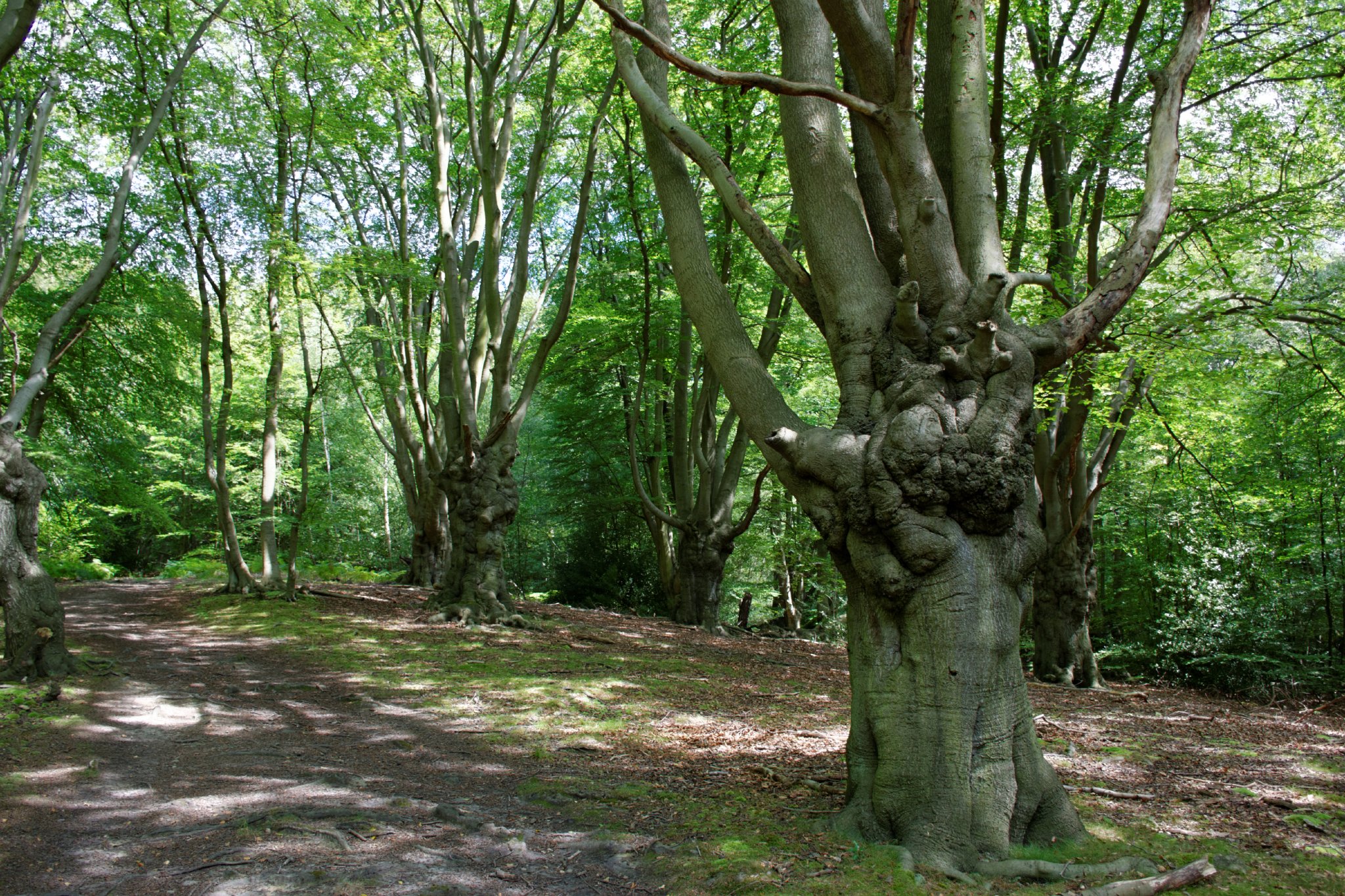 Pollarded trees, Epping Forest