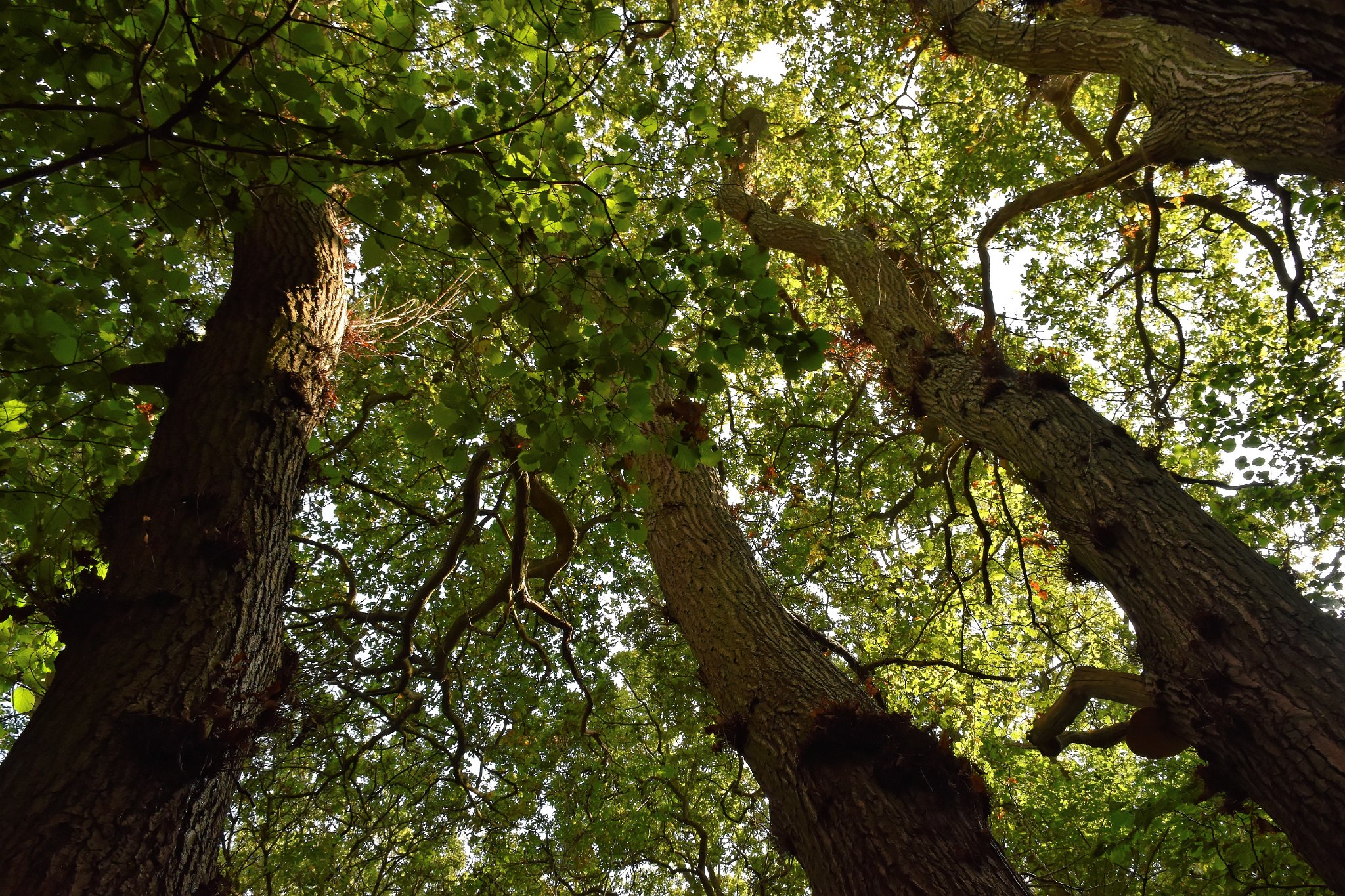 Hatfield Forest