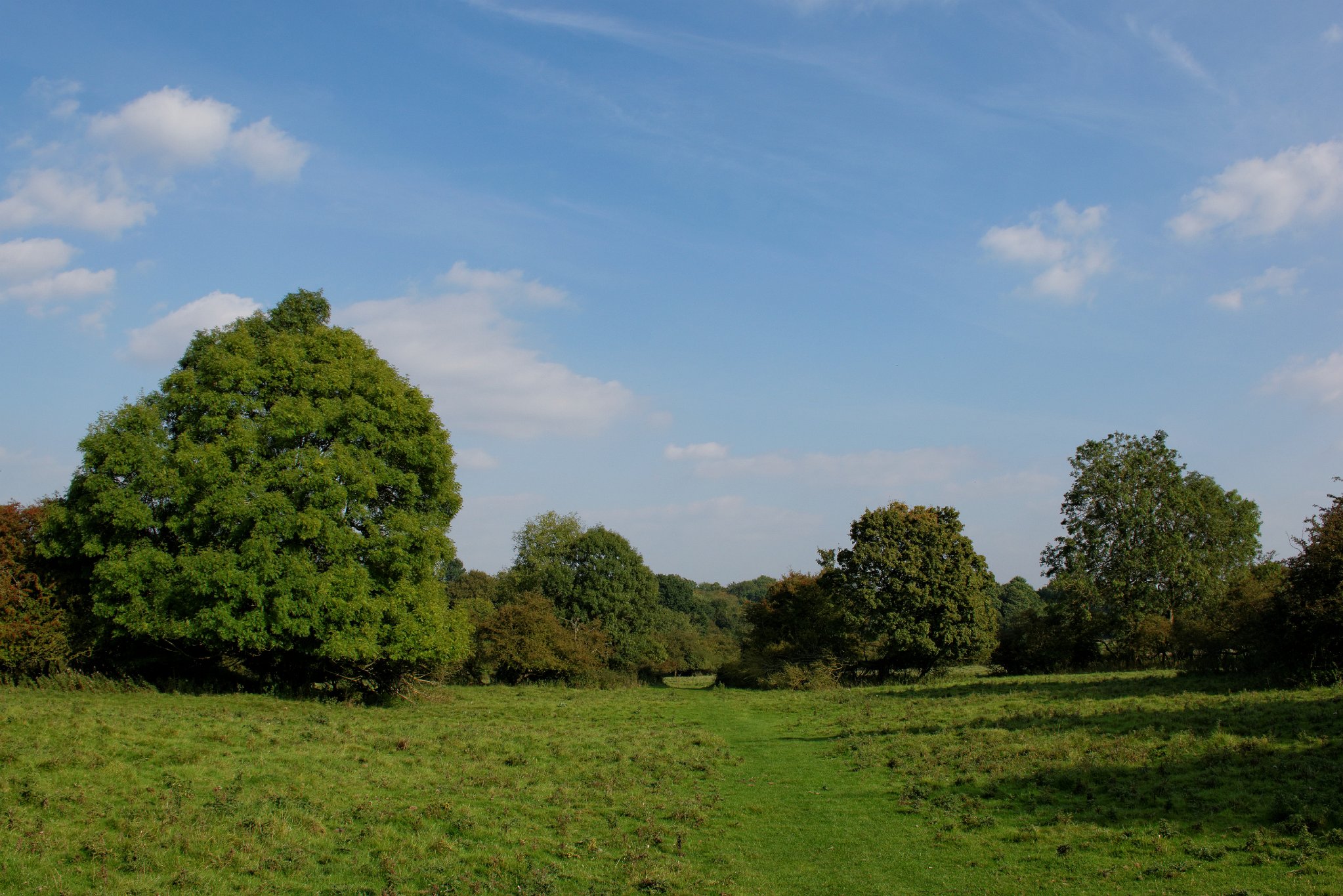 Hatfield Forest