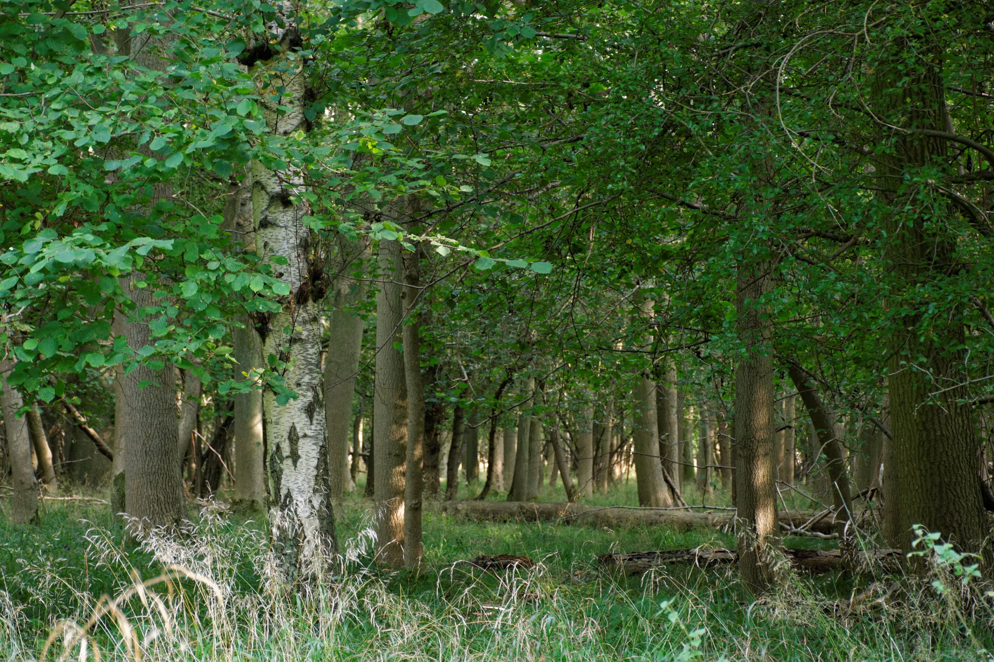 Hatfield Forest