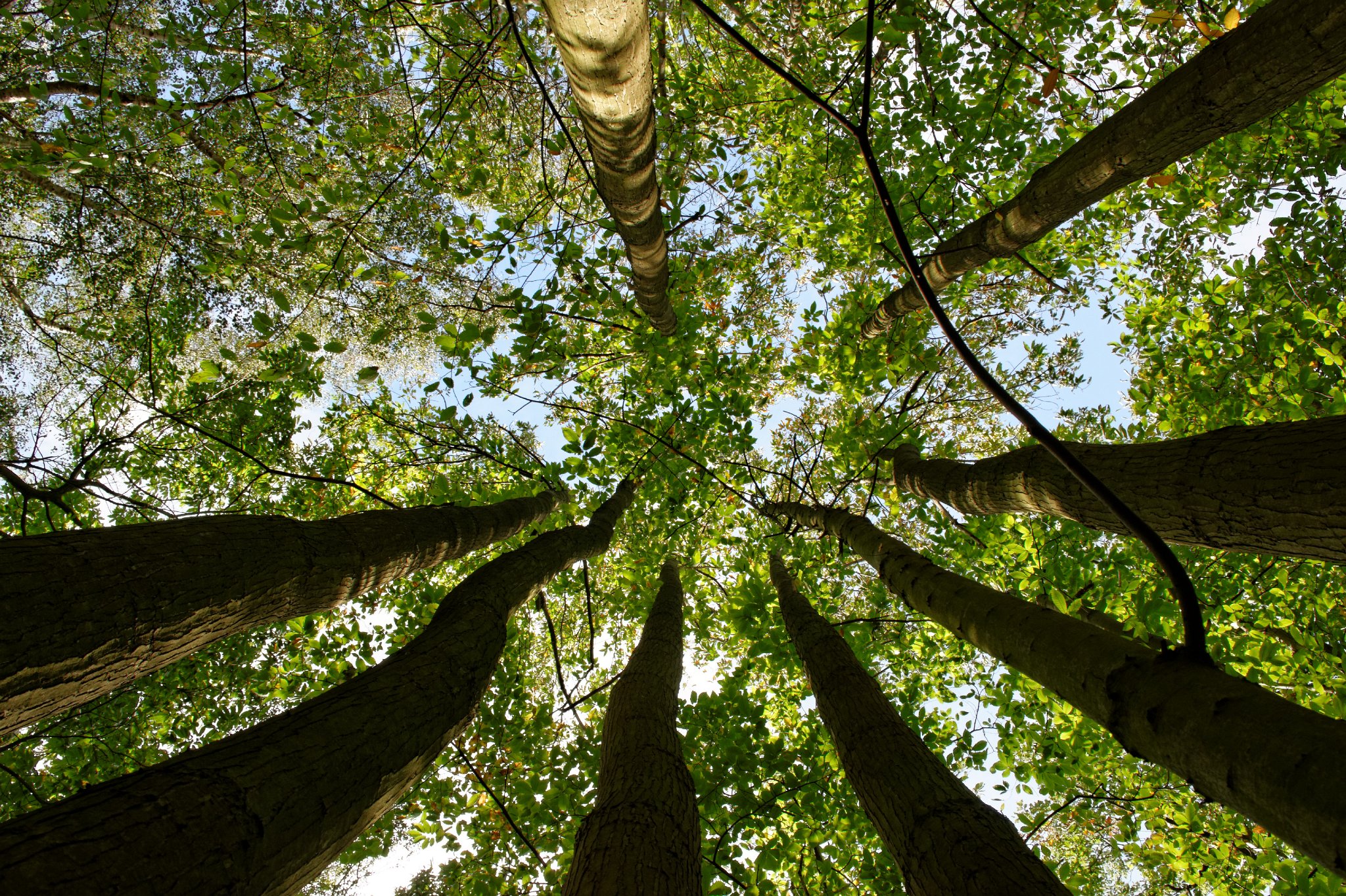 Chestnut Coppice, Norsey Wood