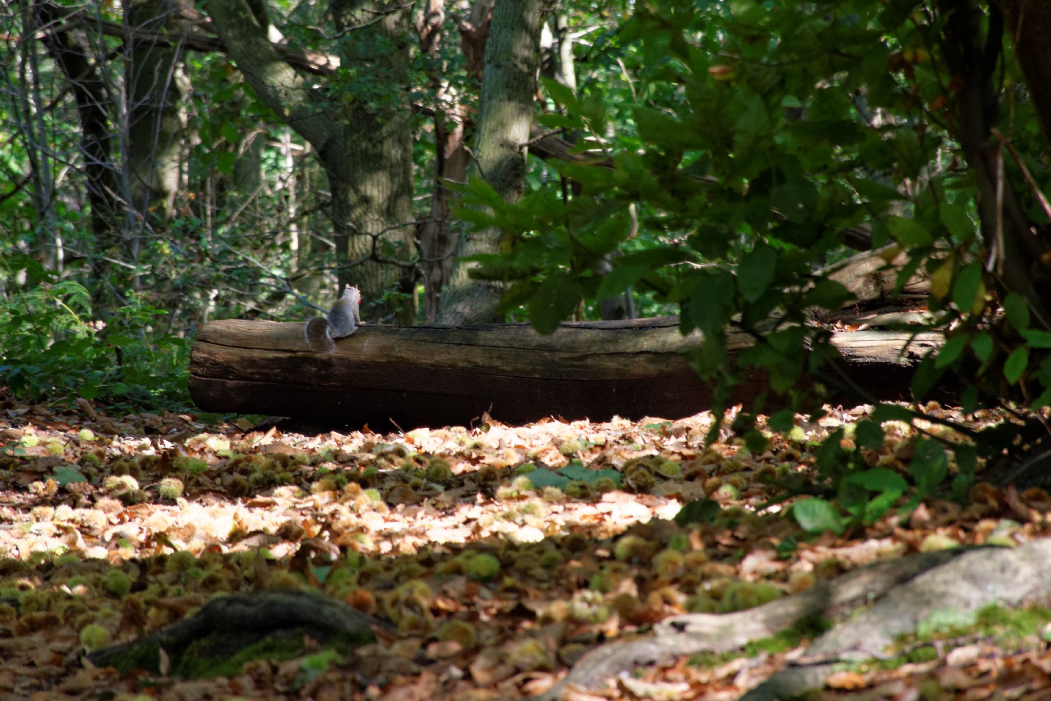 Norsey Wood - Feeding Time
