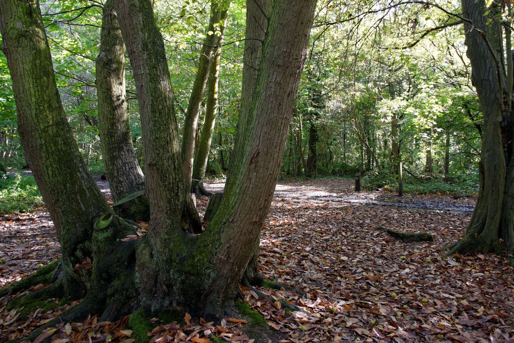 Coppiced Sweet Chestnut, Norsey Wood