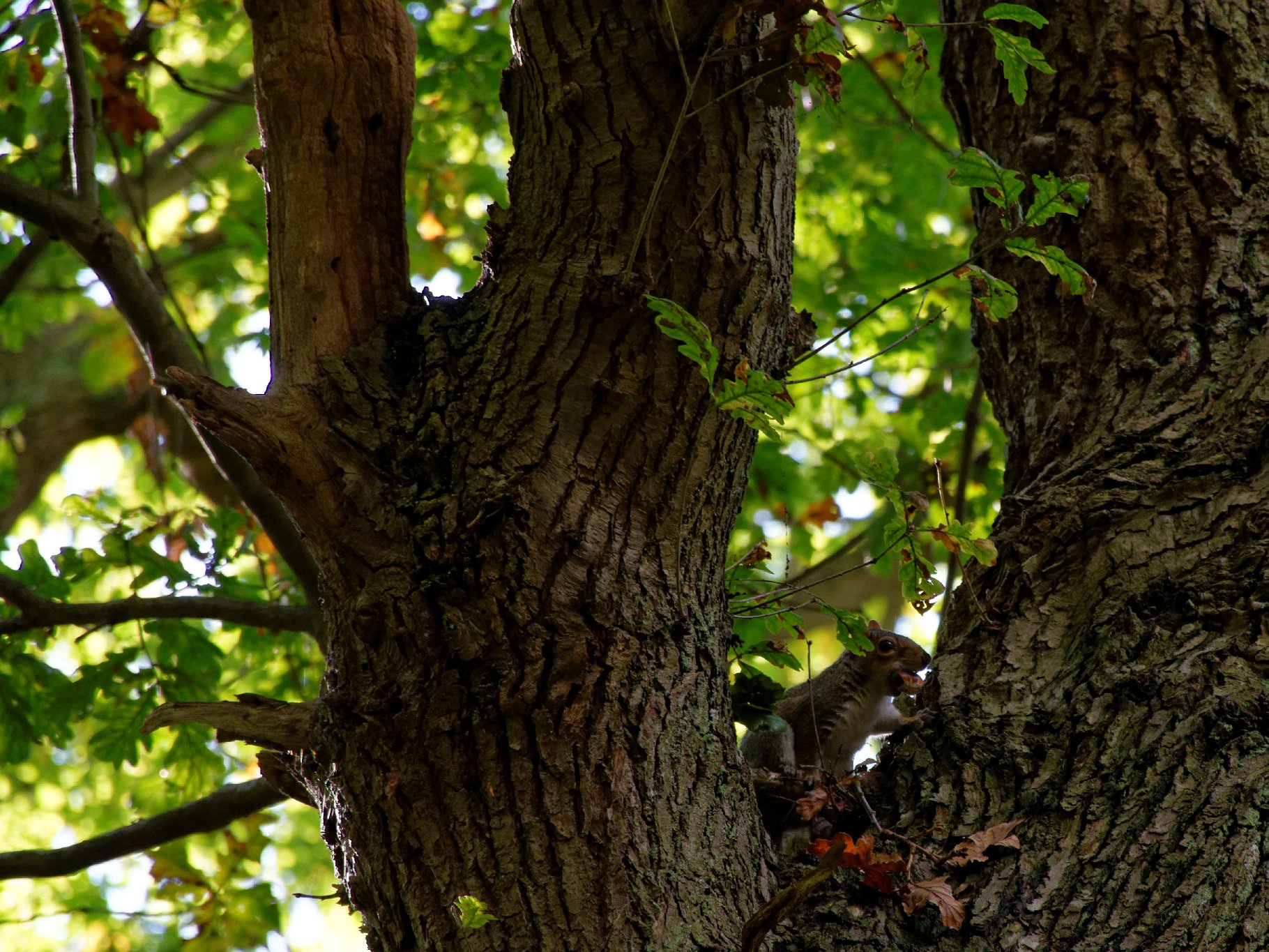 Norsey Wood Visitor
