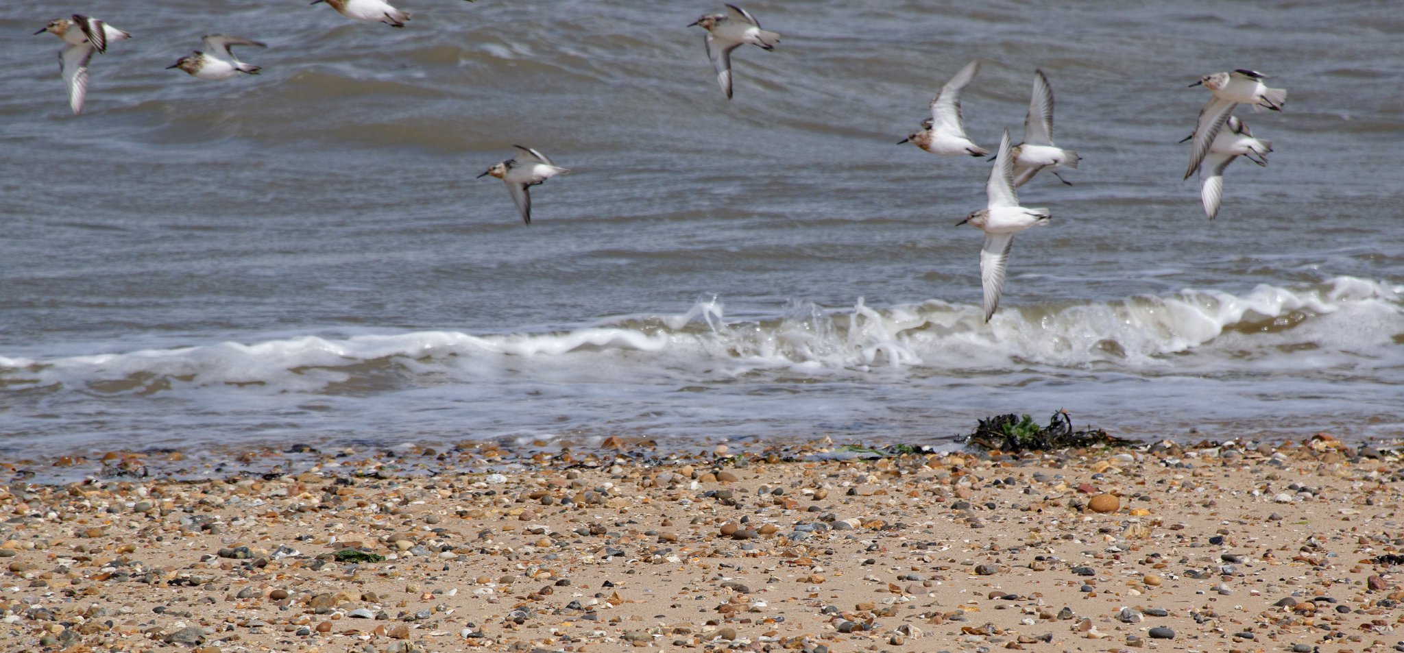 Sandpipers
