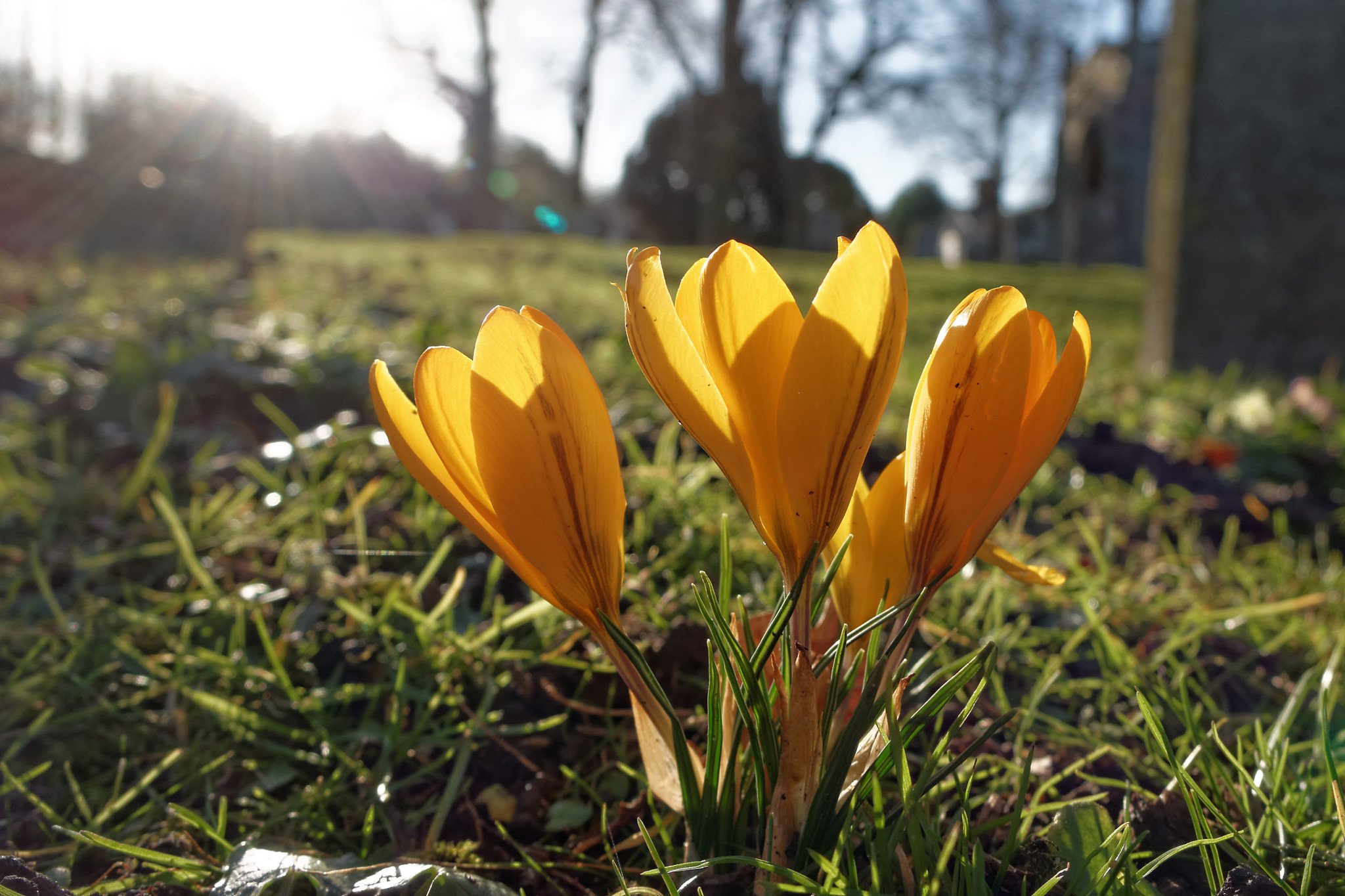 Crocus