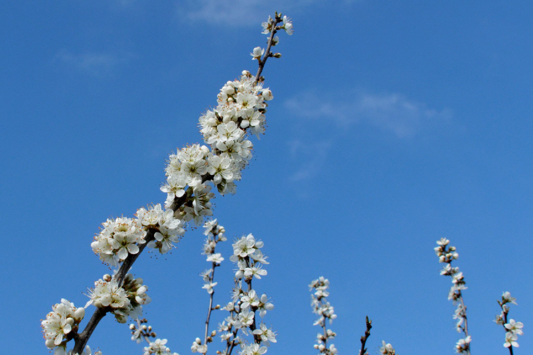 Blackthorn - Bowers Gifford