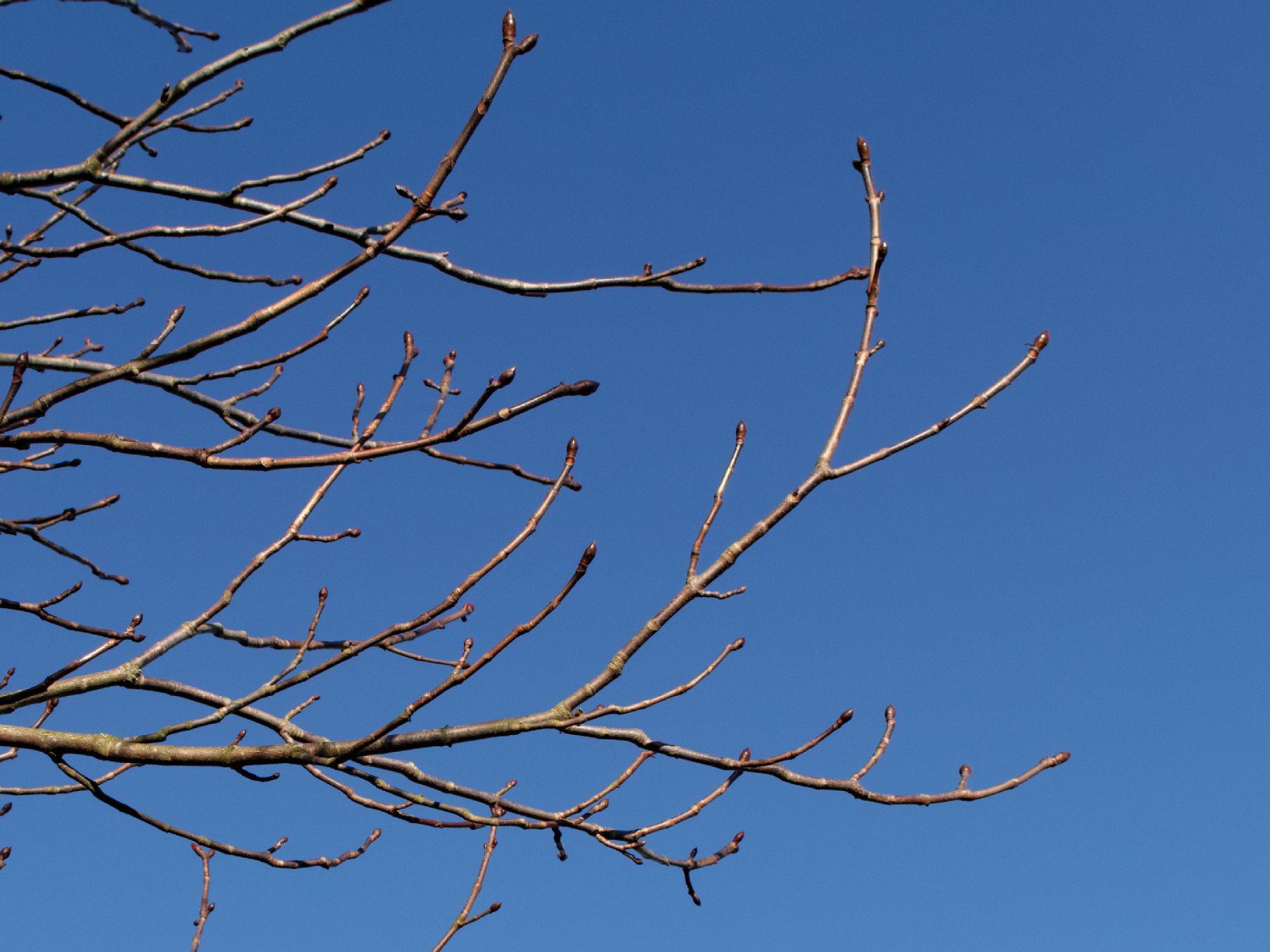 Winter sky - Horse Chestnut Buds