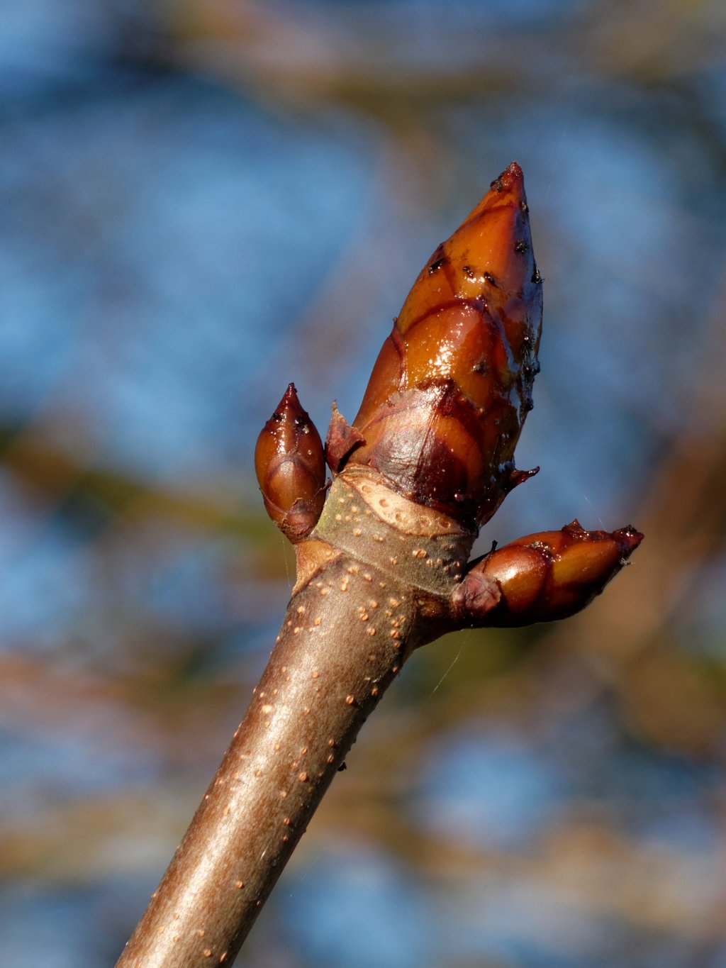 Horse chestnut - Ovington Hall, Essex