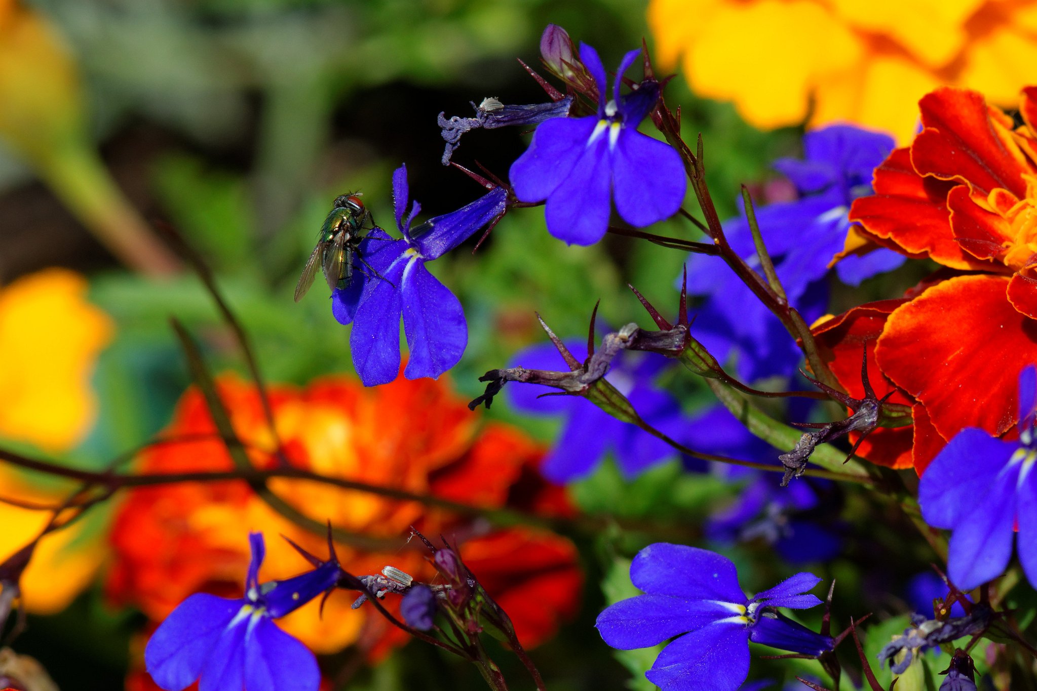 Lucilla caesar on Lobelia erinus