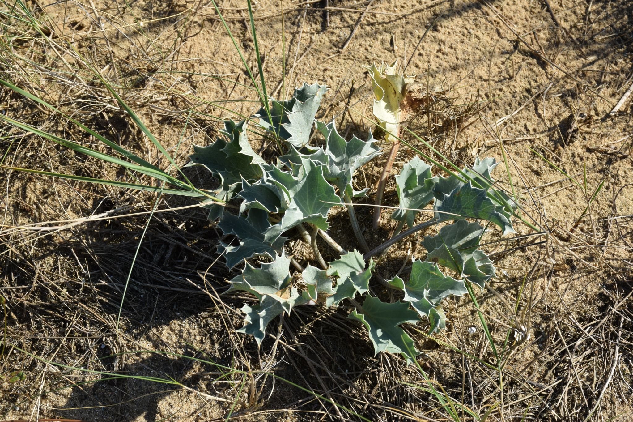 Sea Holly - Eryngium maritimum