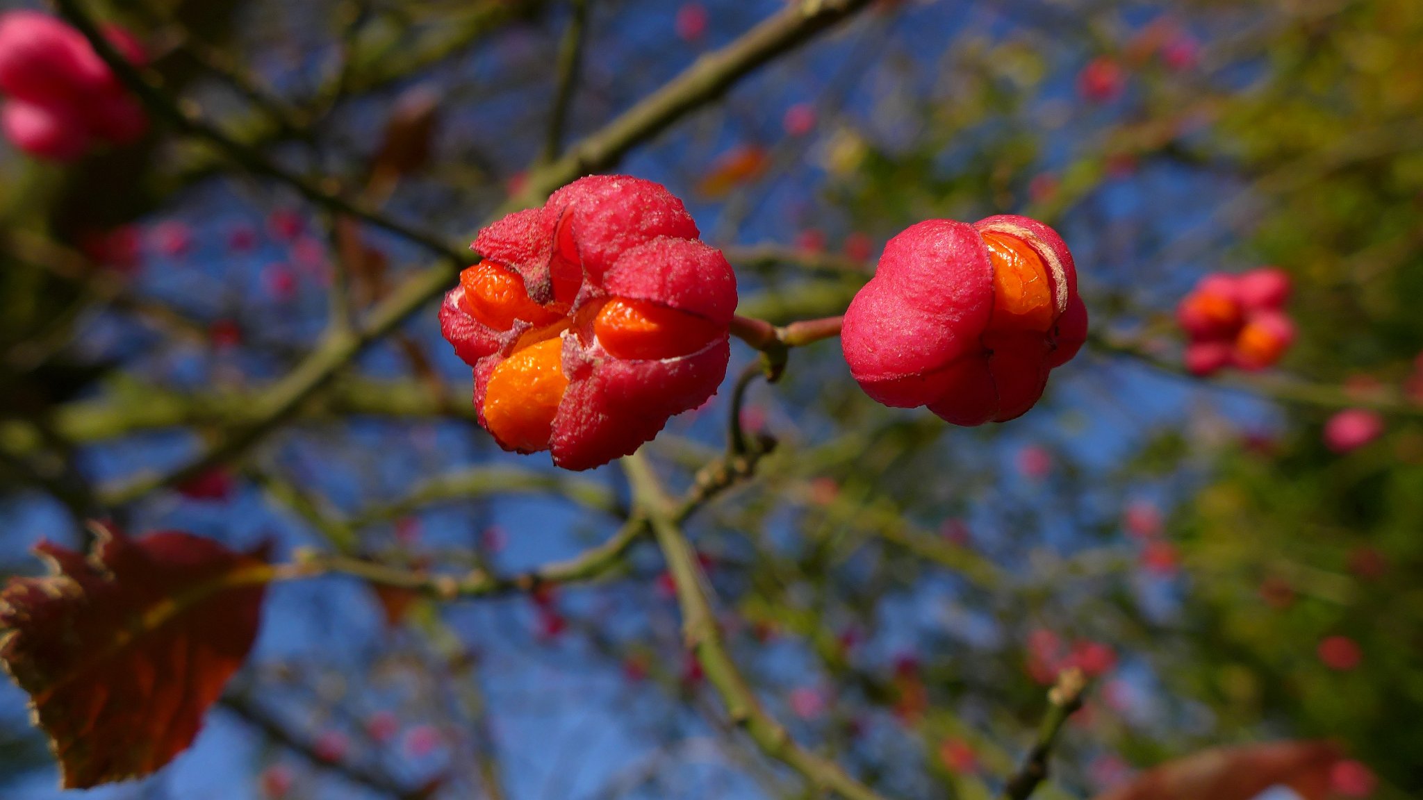 Fruits of Autumn, Little Easton