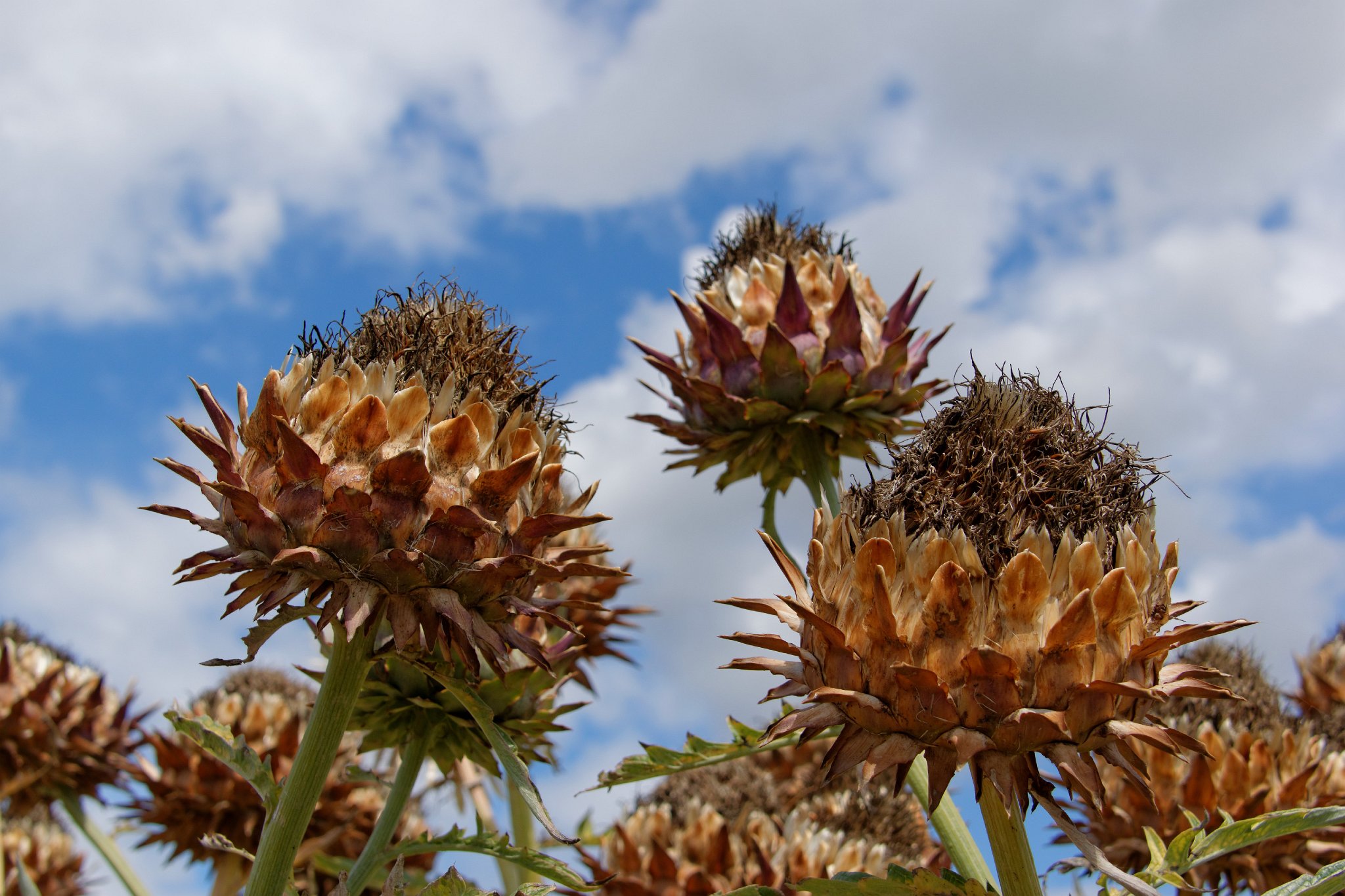 Thistle and Sky