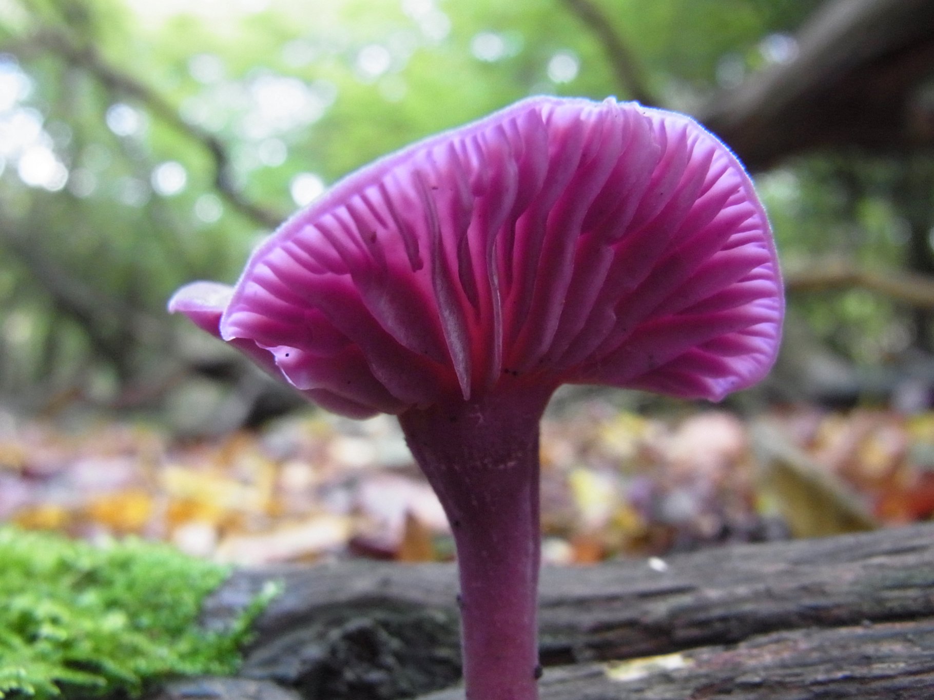 Amethyst Deceiver - Laccaria amethystea