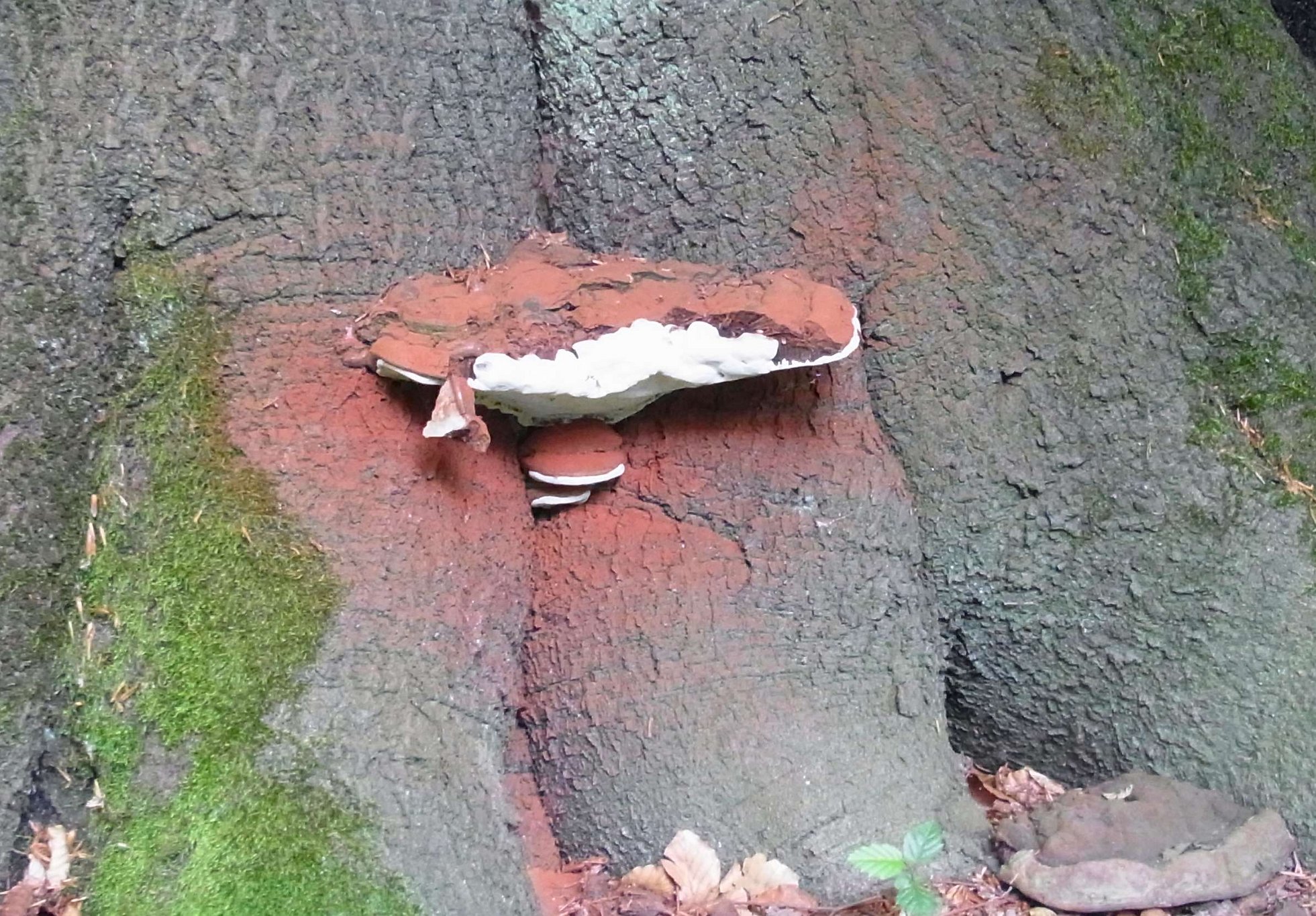 Artists Bracket - Ganoderma applanatum