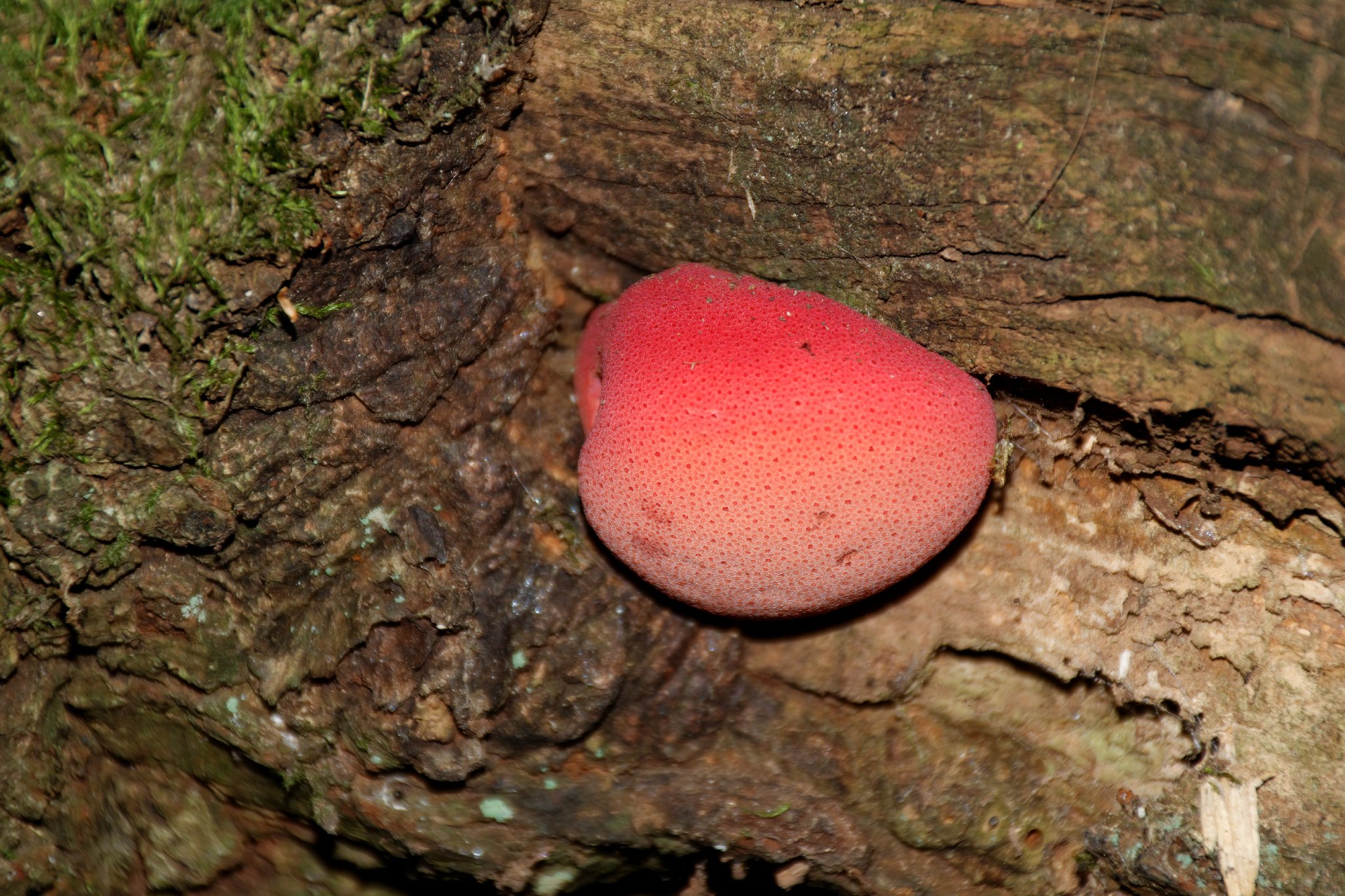 Beefsteak fungus - Fistulina hepatica