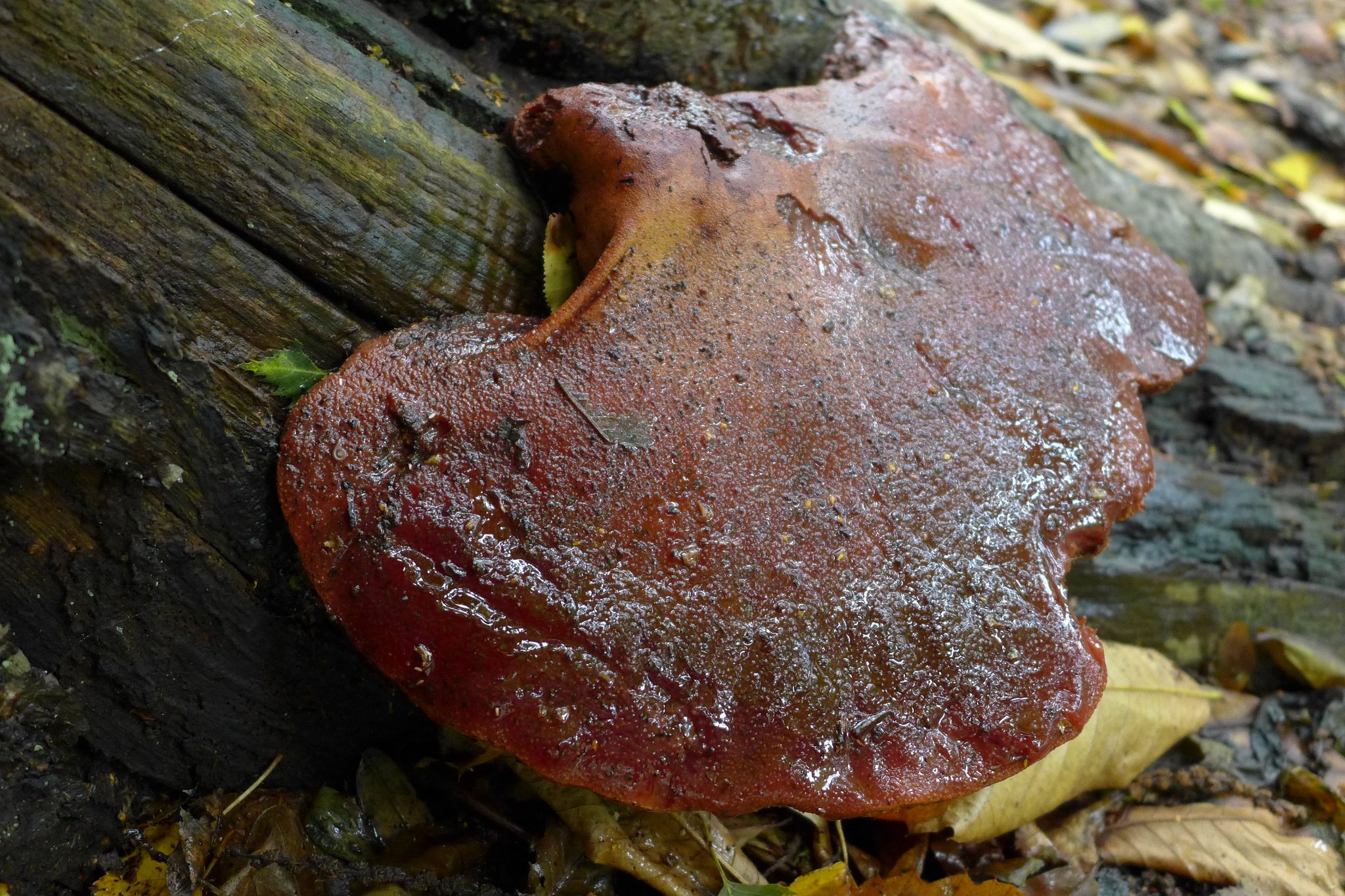Beefsteak fungus - Fistulina hepatica