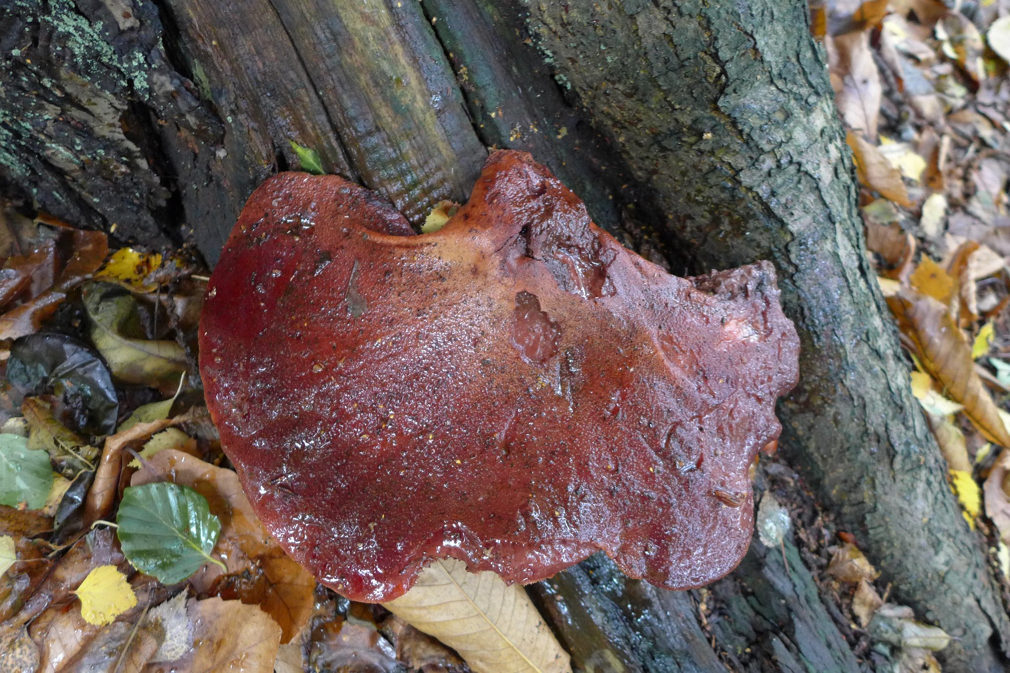 Beefsteak fungus - Fistulina hepatica