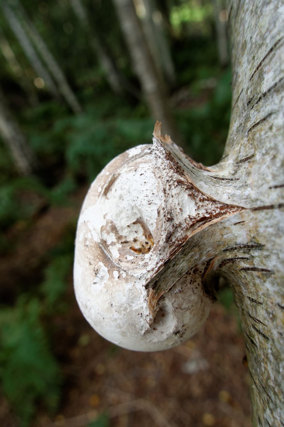 Birch Polypore or Razor Strop Fungus - Piptoporus betulinus