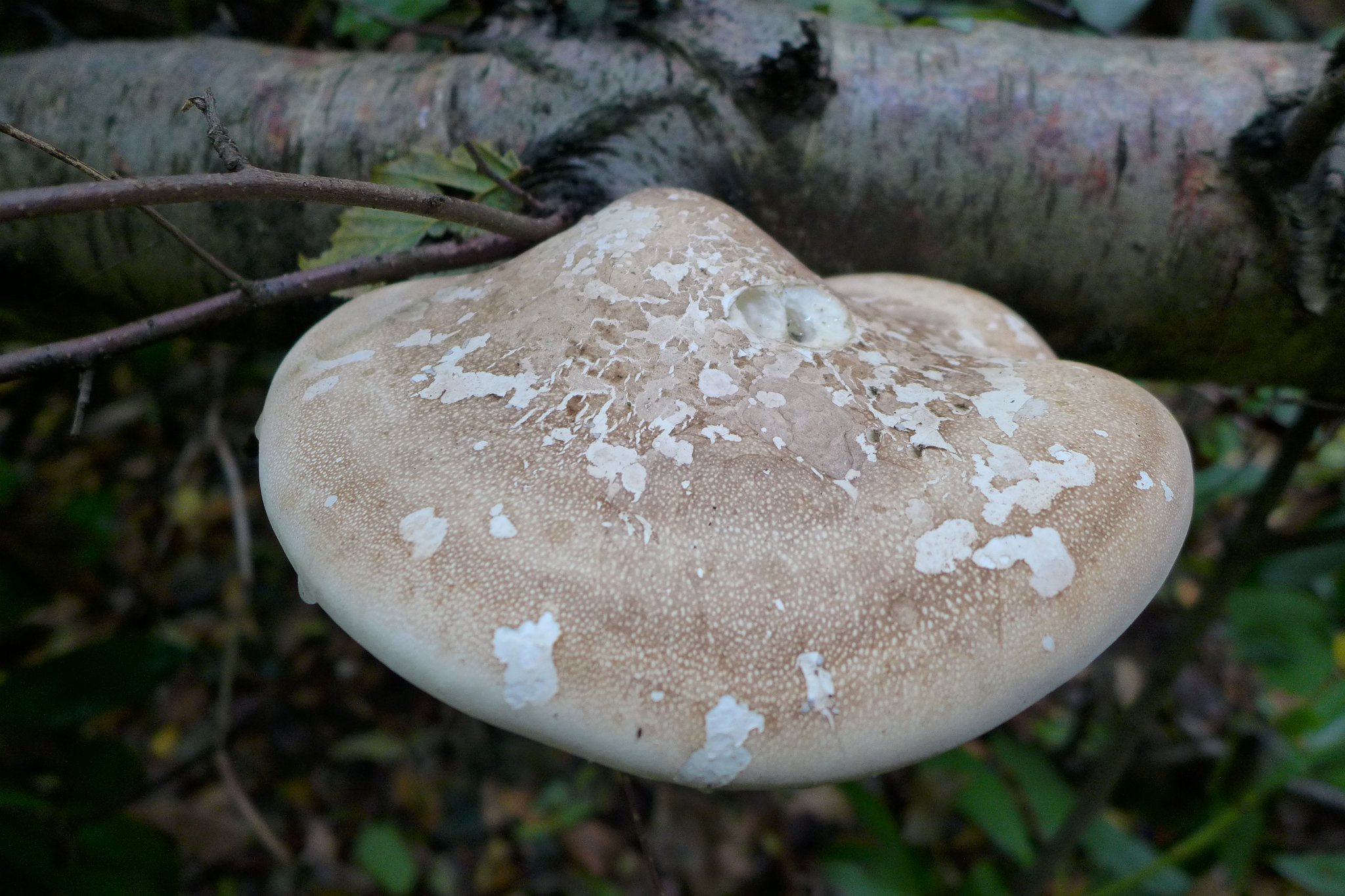 Birch Polypore or Razor Strop Fungus - Piptoporus betulinus