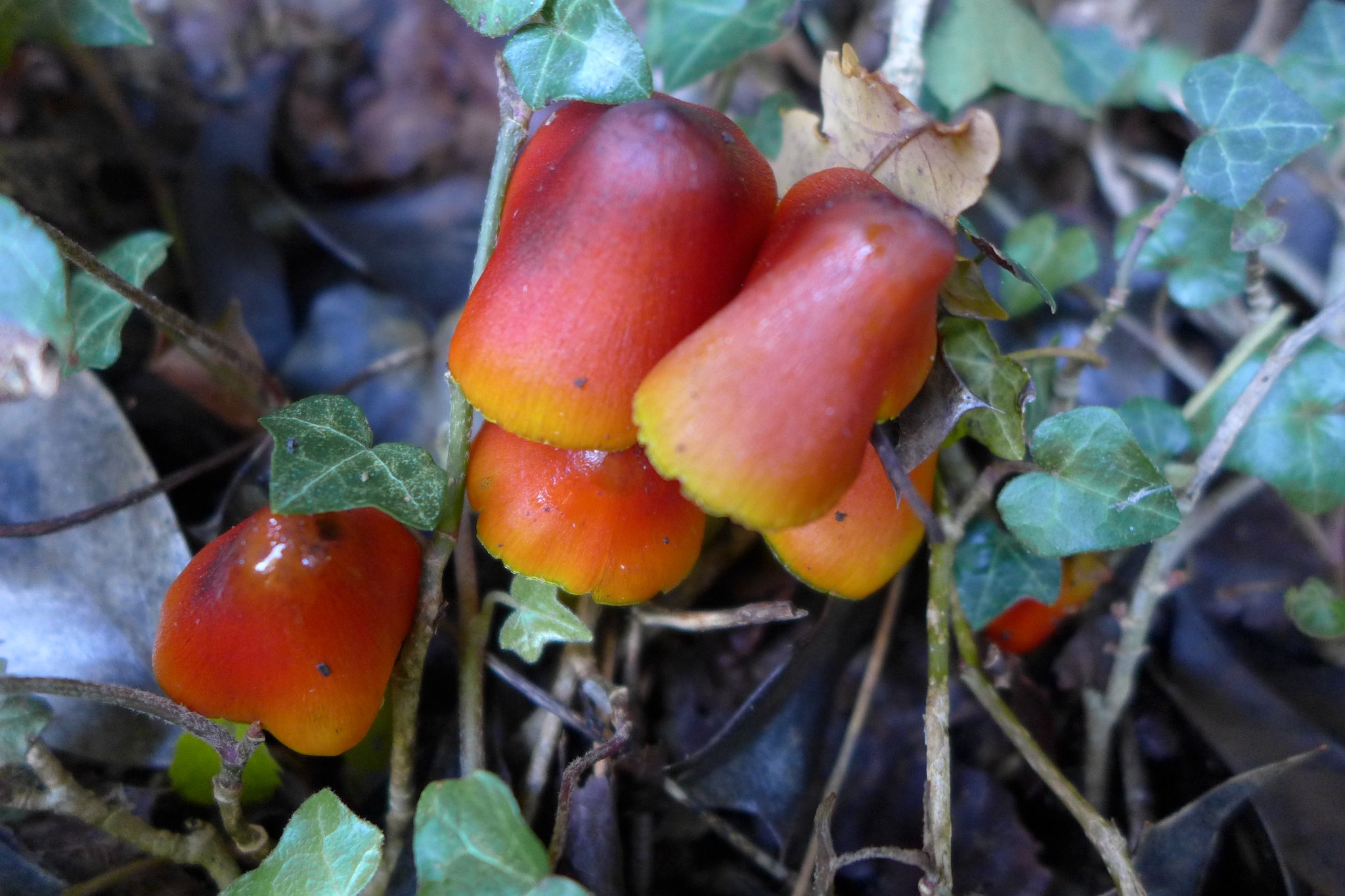 Blackening Waxcap - Hygrocybe conica