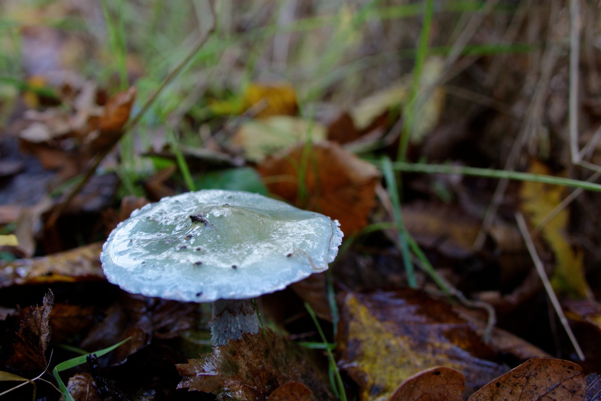 Blue Roundhead - Stropharia caerulea