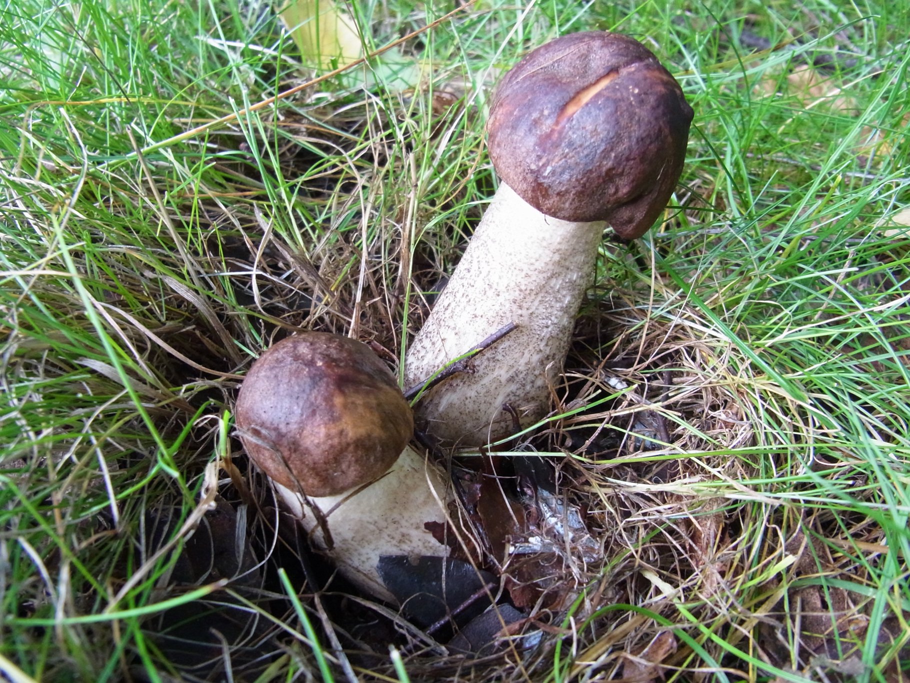Brown Birch Bolete - Leccinum scabrum