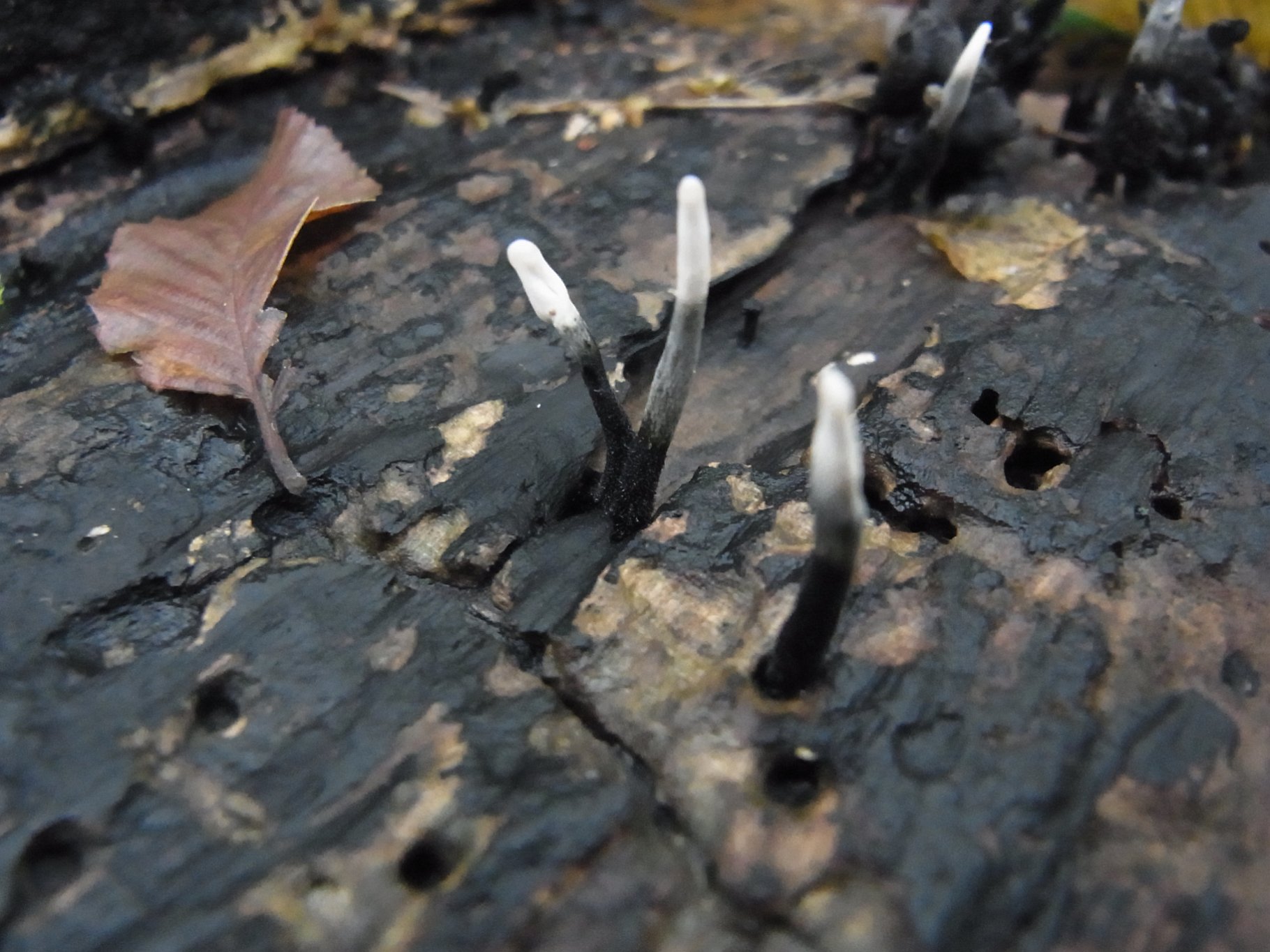Candlesnuff fungus - Xylaria hypoxylon