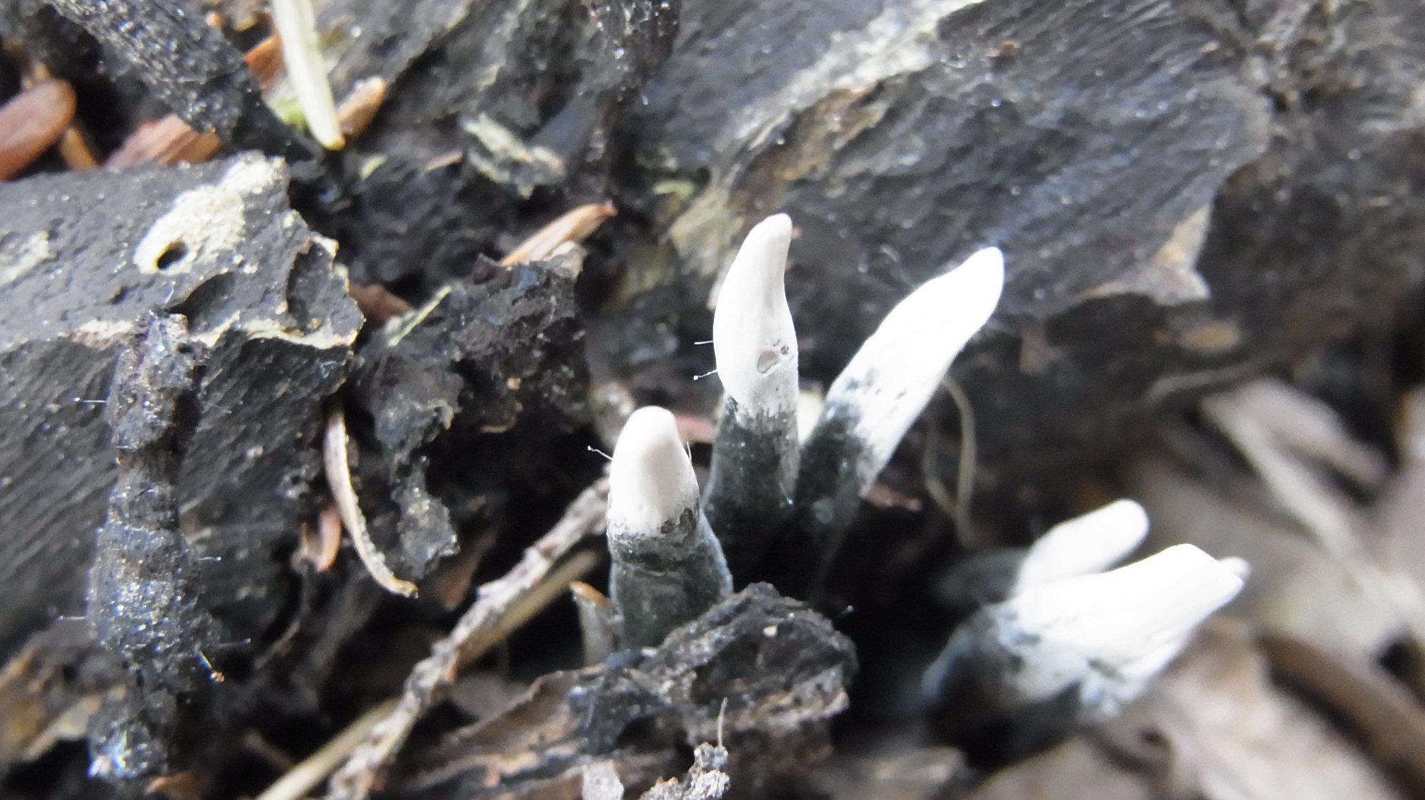 Candlesnuff Fungus - Xylaria hypoxylon