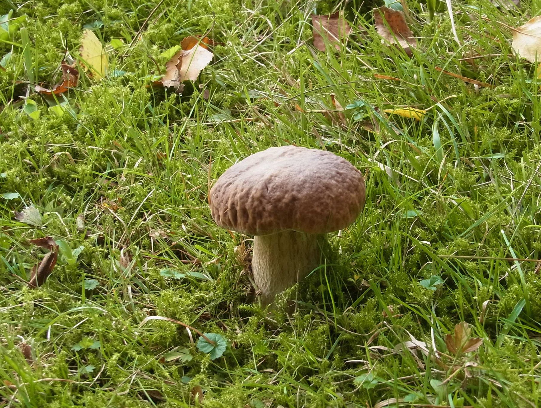 Cep or Penny Bun Bolete - Boletus edulis