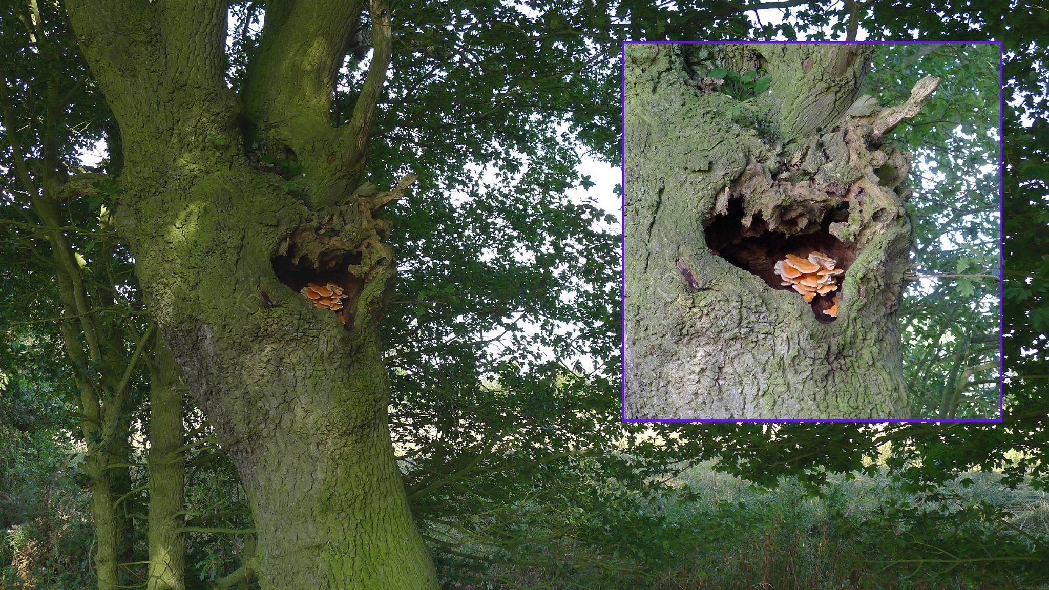 Chicken of the Woods - Laetiporus sulphureus