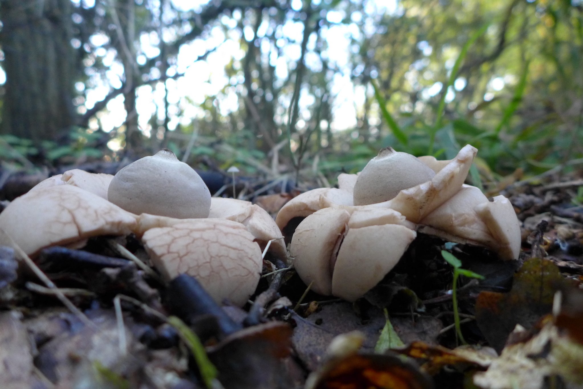Collared Earthstar - Geastrum triplex