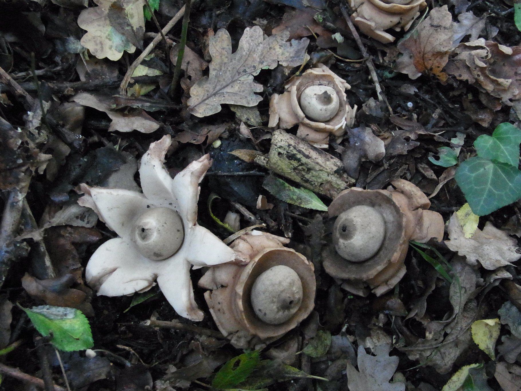 Collared Earthstar - Geastrum triplex