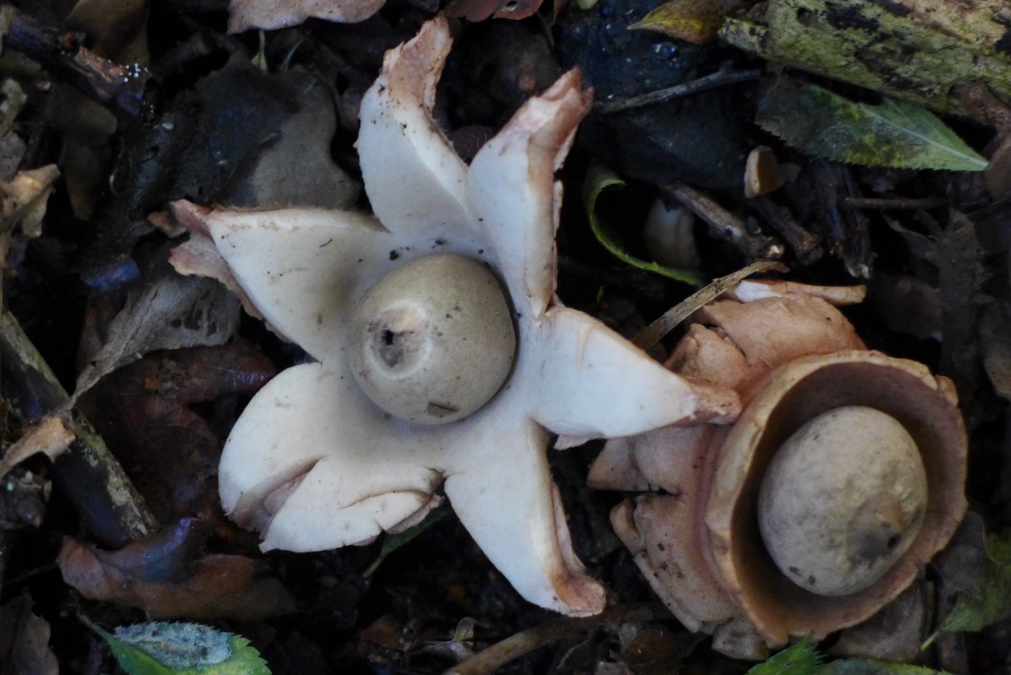 Collared Earthstar - Geastrum triplex
