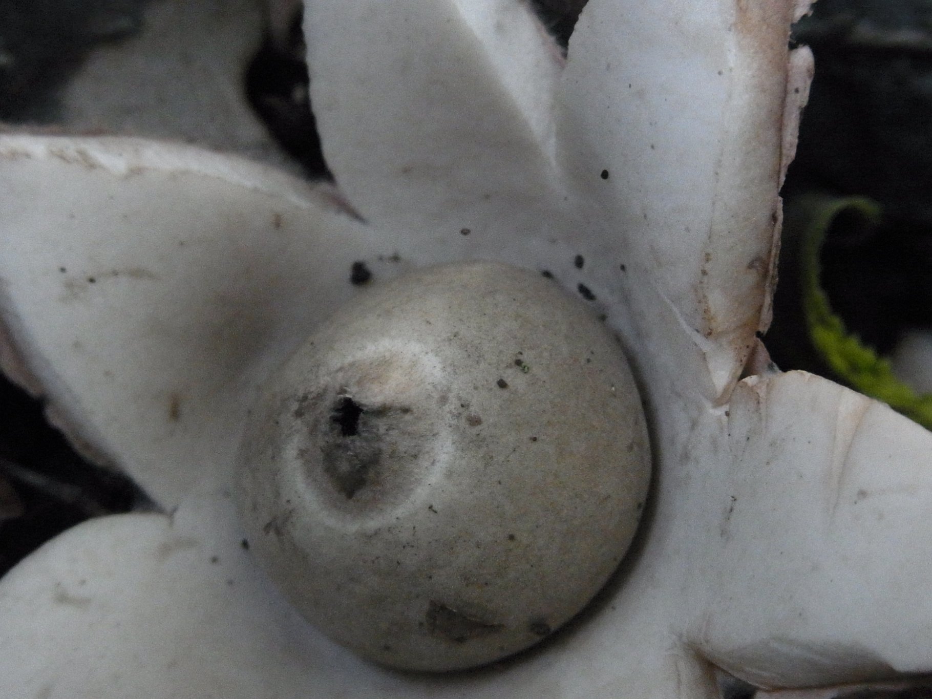 Collared Earthstar - Geastrum triplex