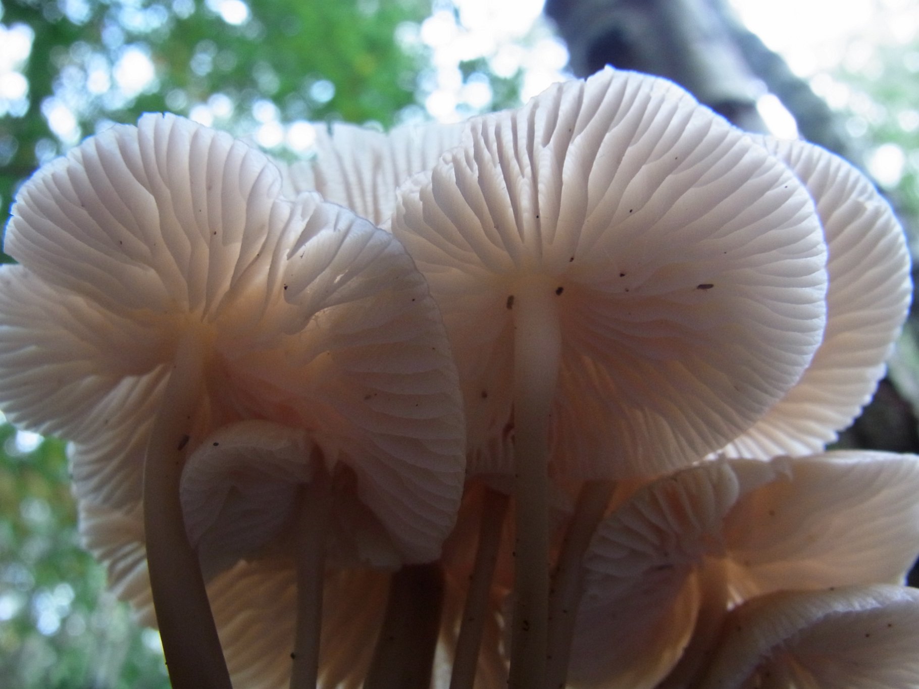 Common Bonnet - Mycena galericulata