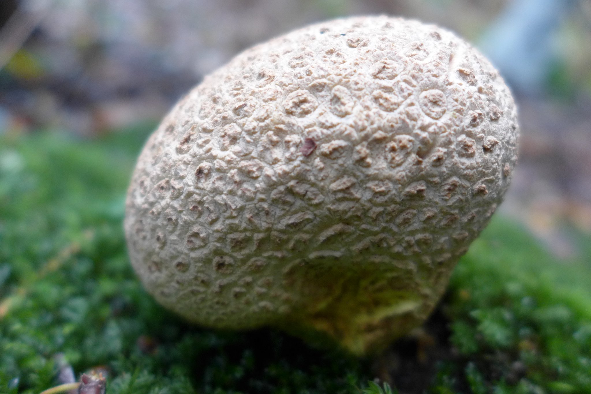 Common Earthball - Scleroderma citrinum