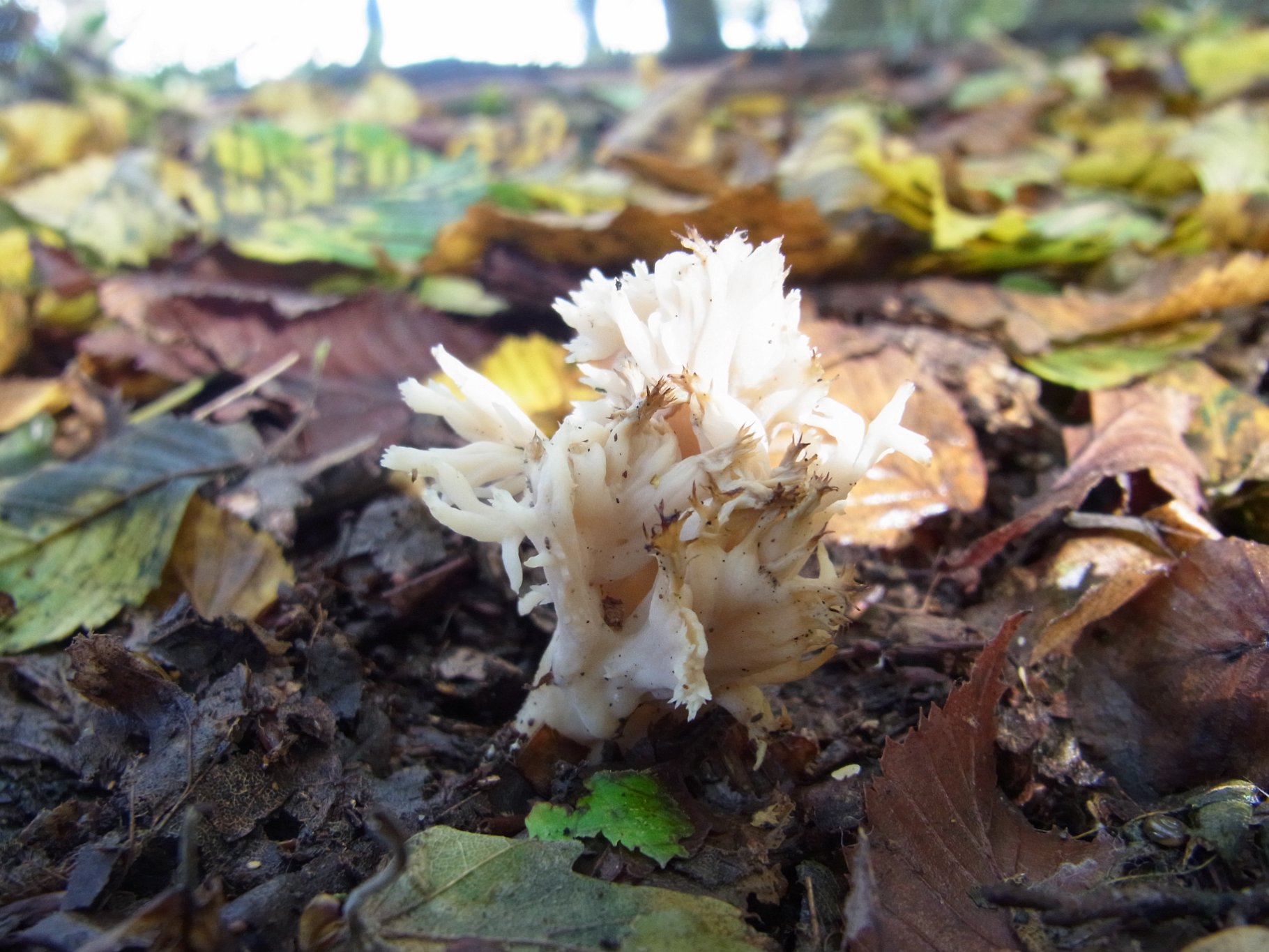 Crested Coral - Clavulina coralloides