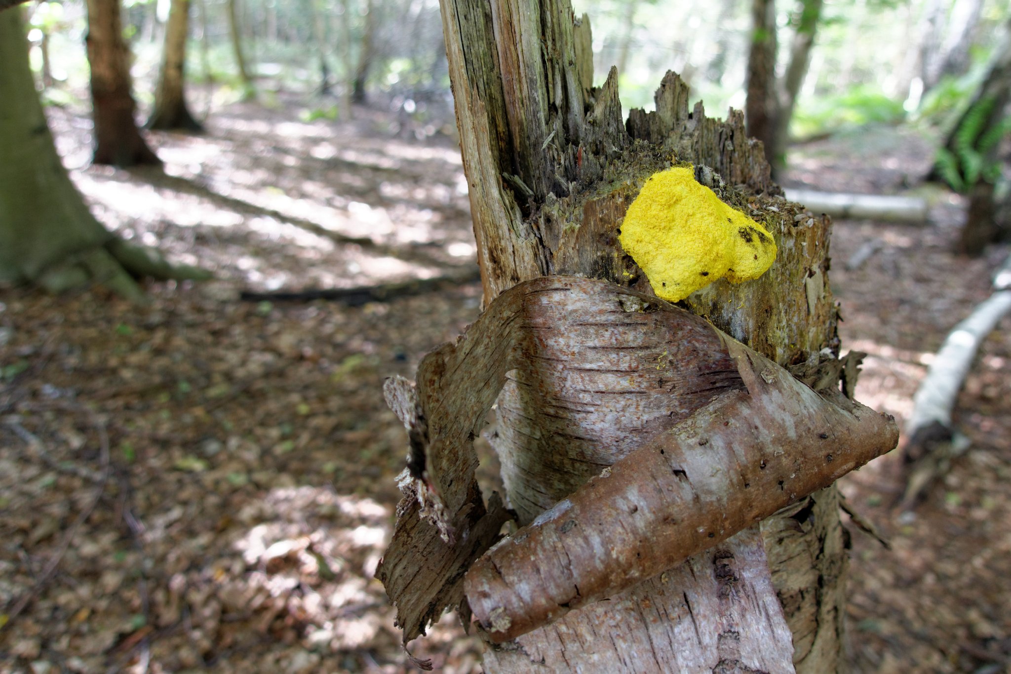 Dog's Vomit - Fuligo septica