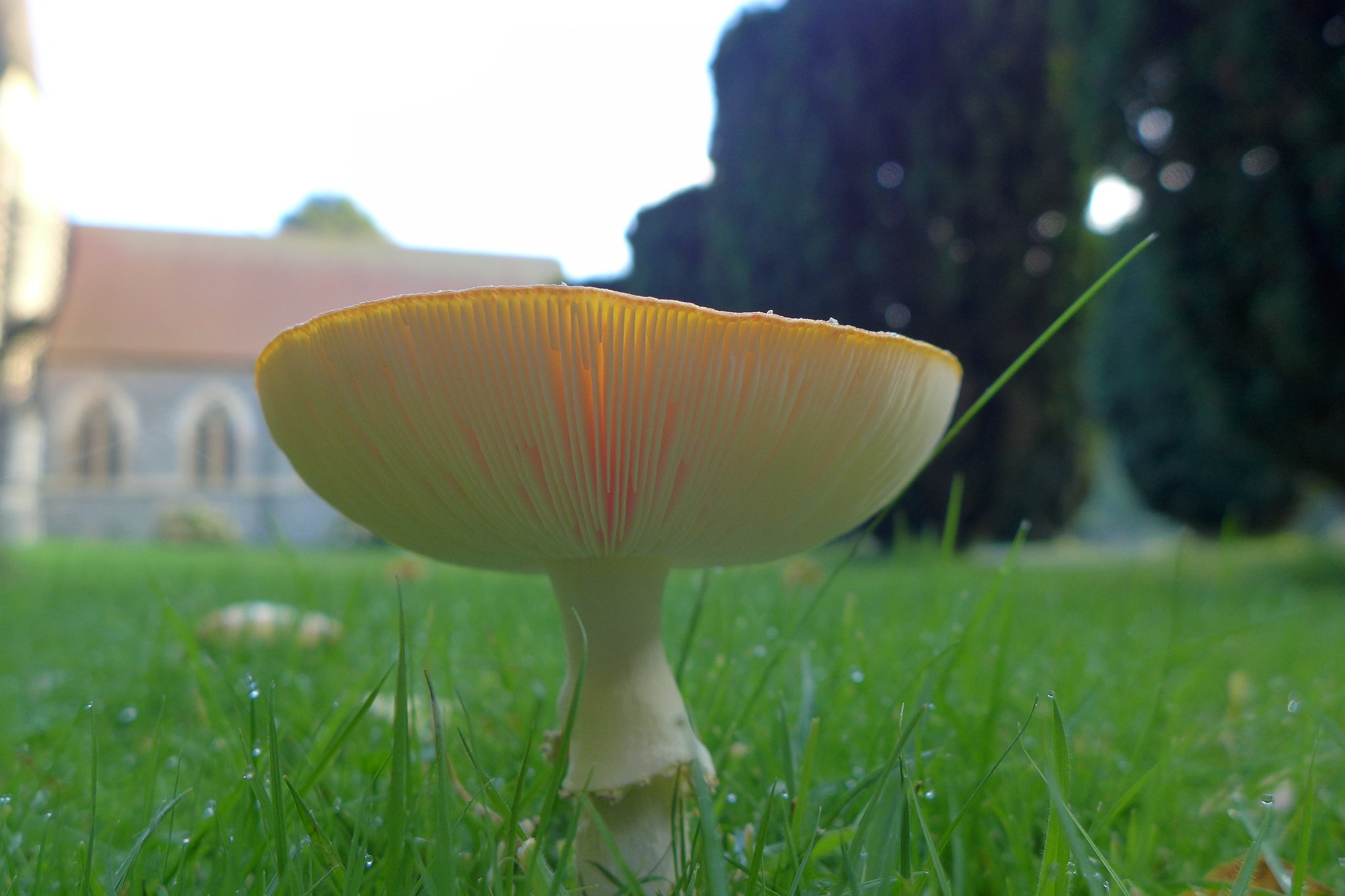 Fly Agaric Gills - Amanita muscaria
