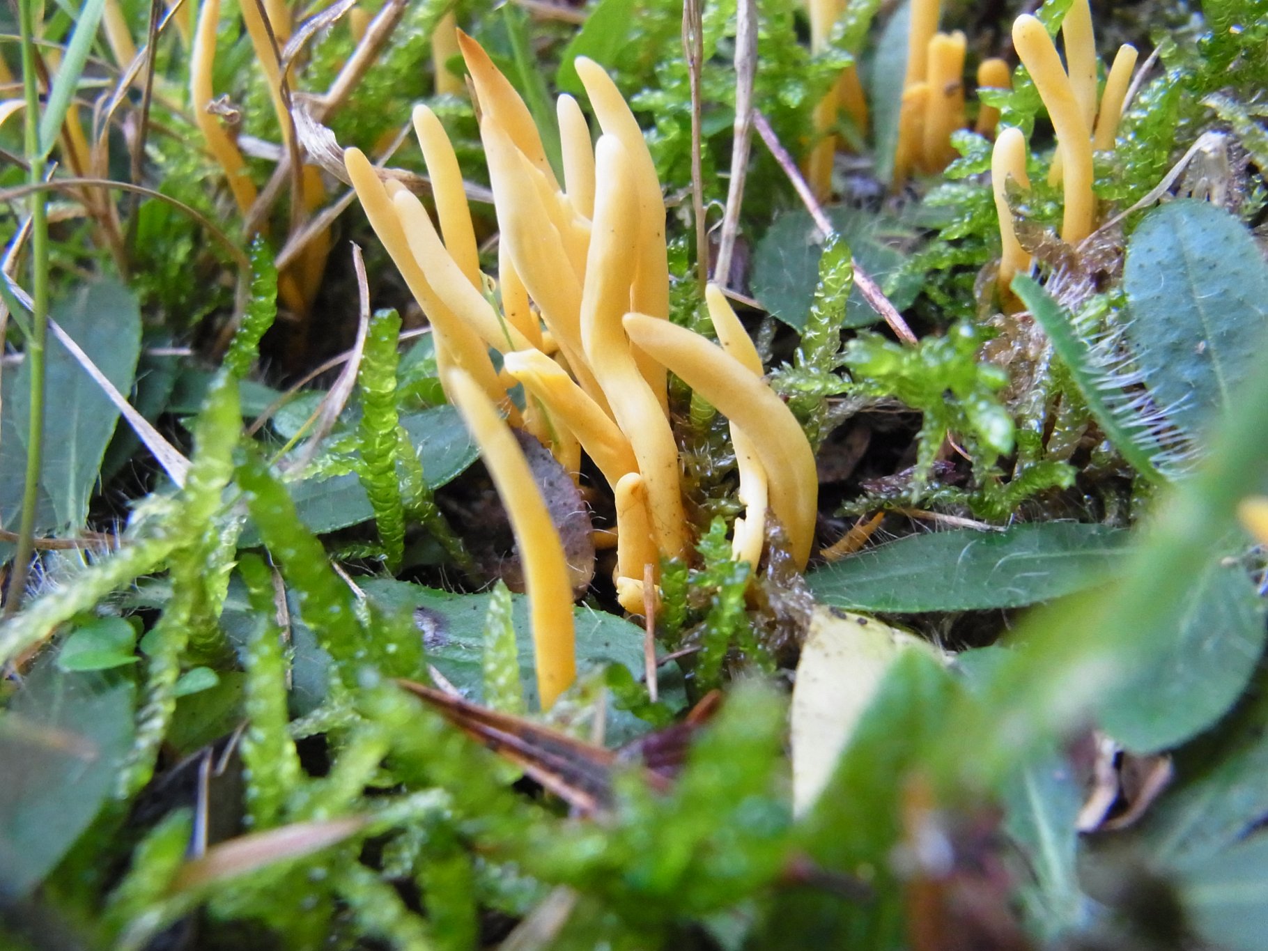 Golden Spindles - Clavulinopsis fusiformis
