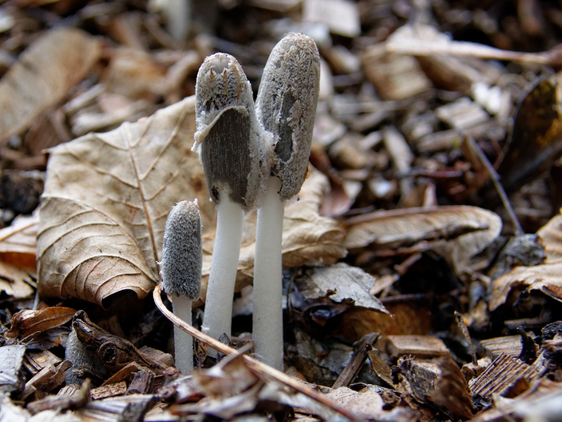 Hare's Foot Inkcap - Coprinus lagopus