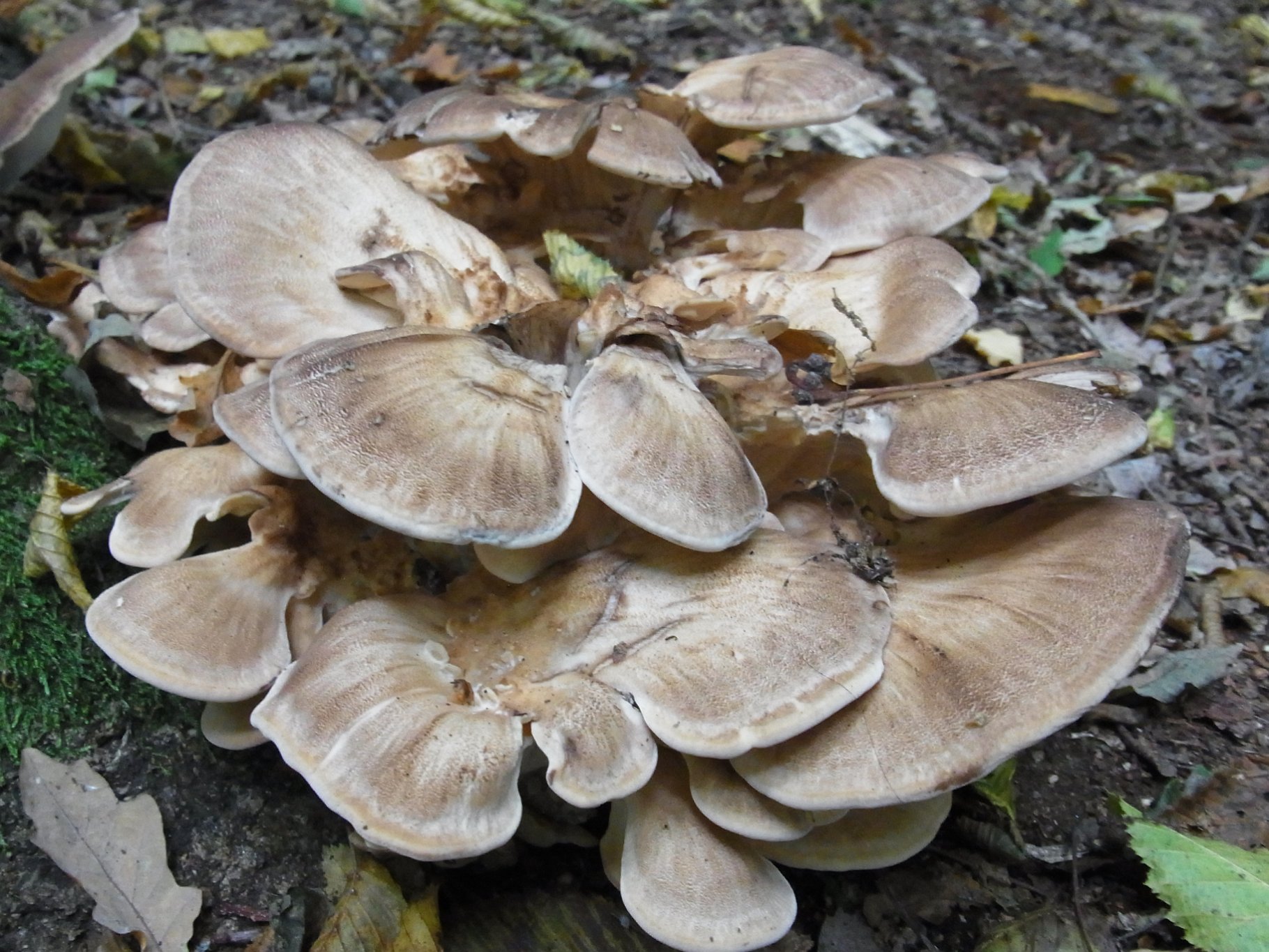 Hen of the Woods - Grifola frondosa