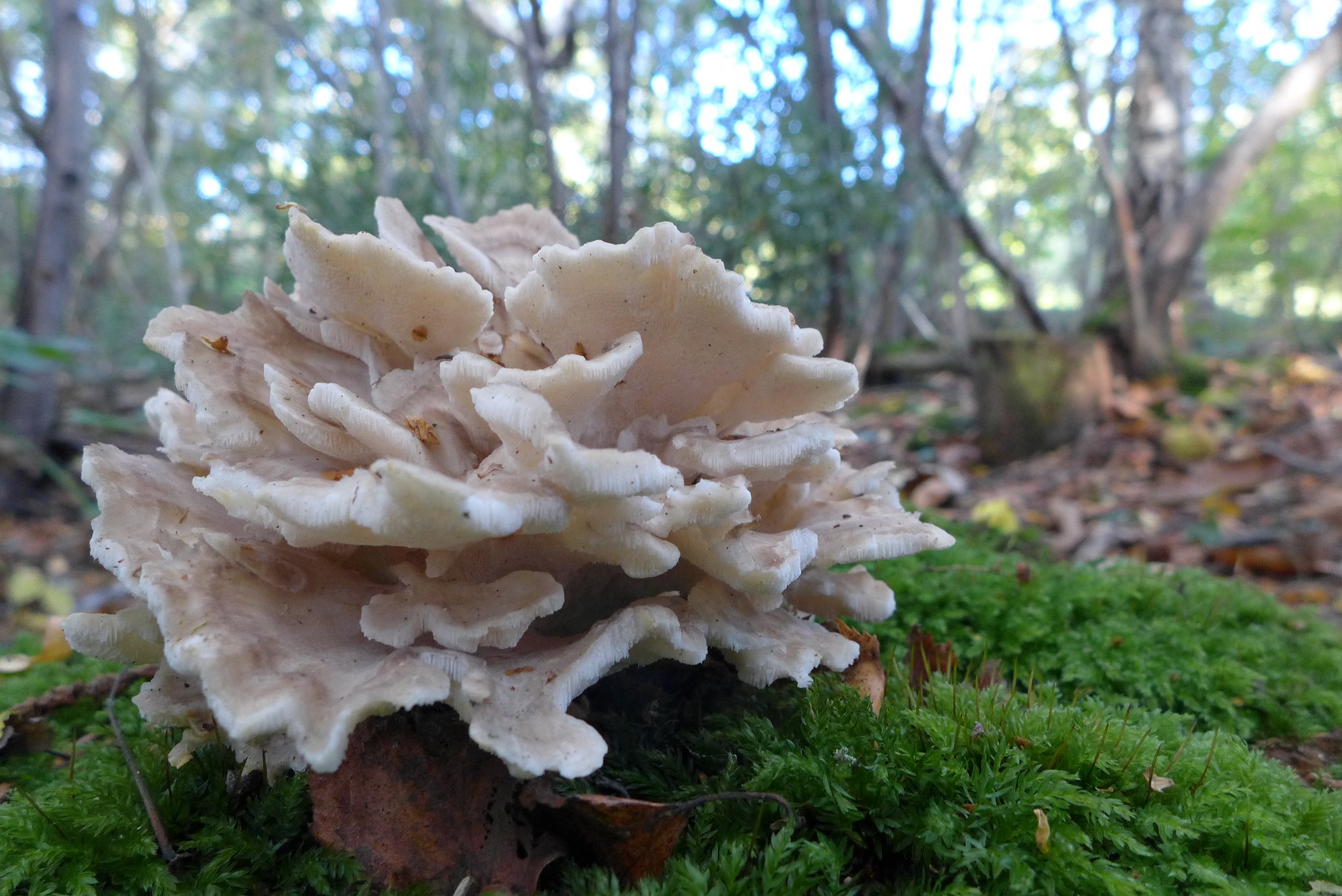 Hen of the Woods - Grifola frondosa