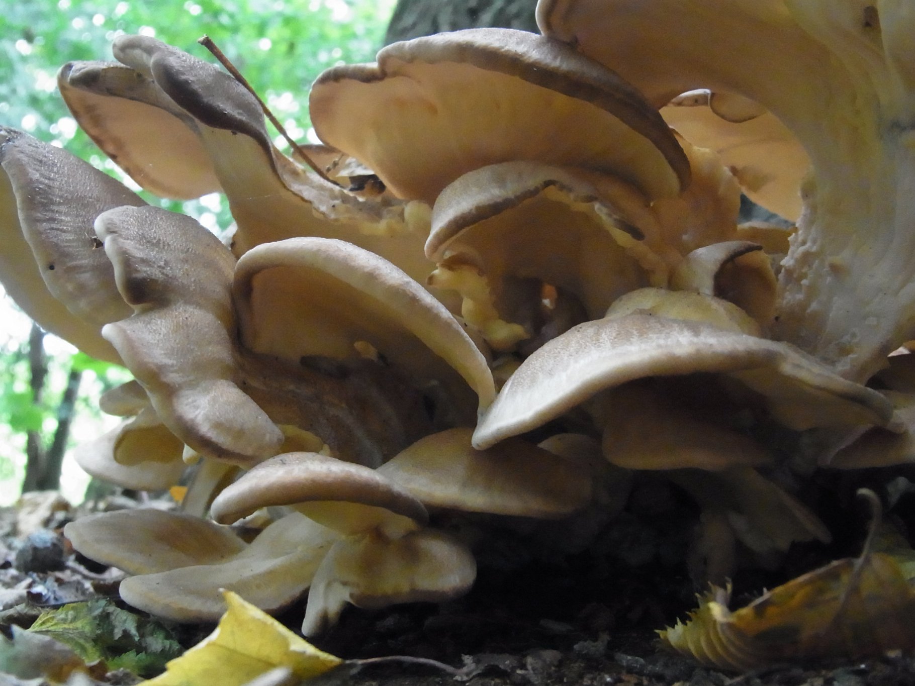 Hen of the Woods - Grifola frondosa