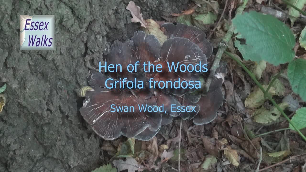 Hen of the Woods