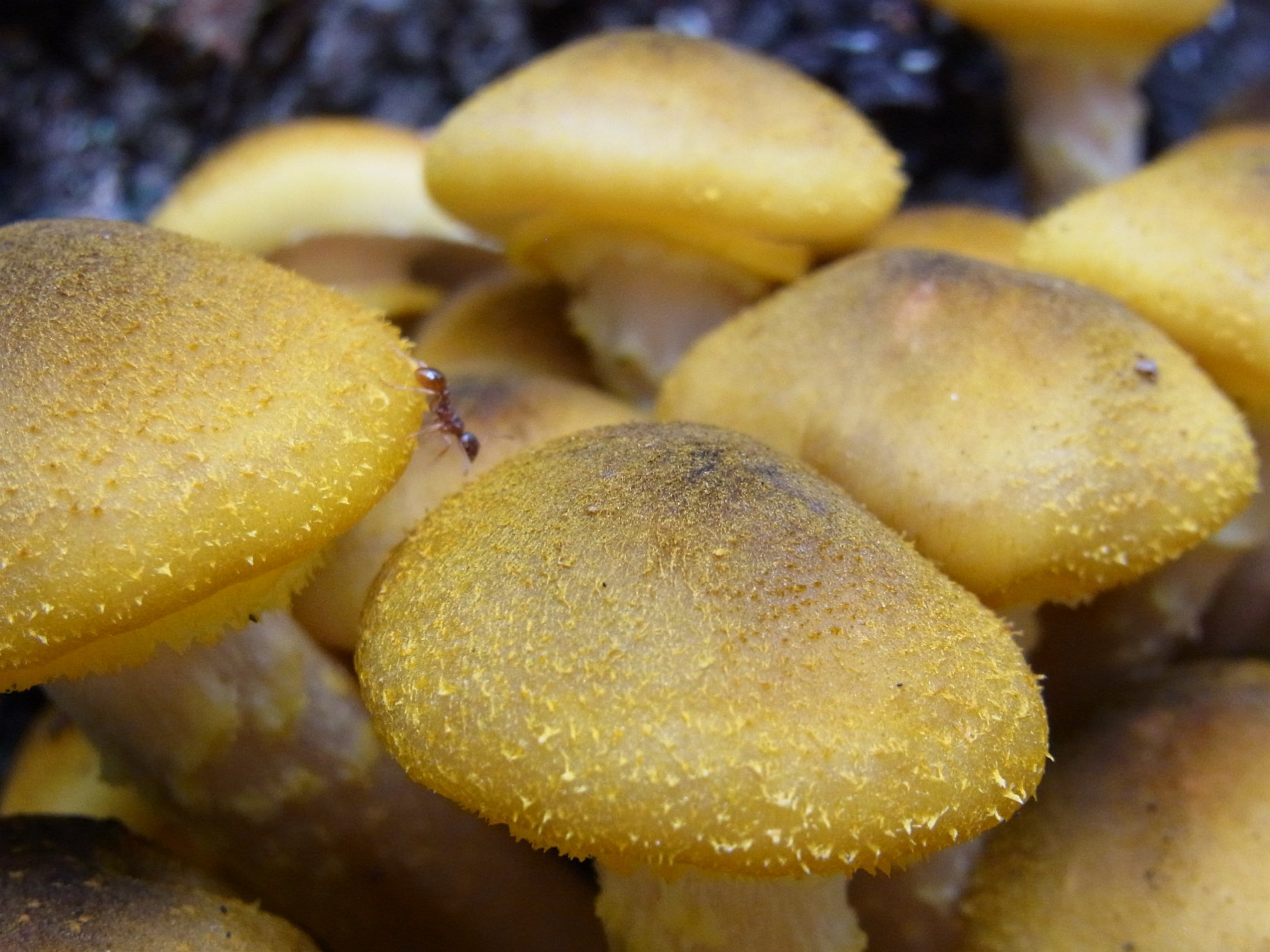 Ant - Myrmica rubra - on Armillaria gallica