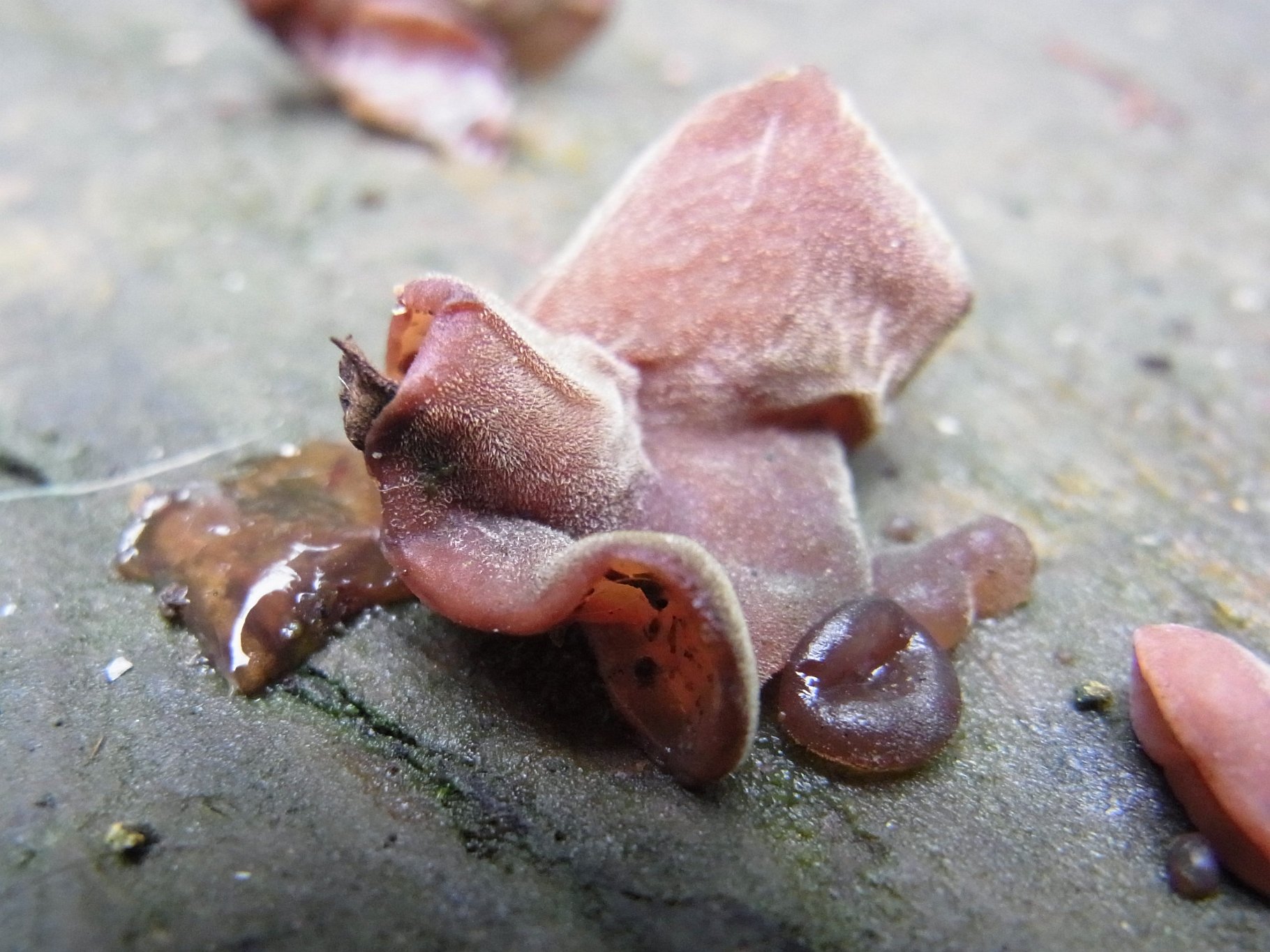 Jelly Ear - Auricularia auricula-judae