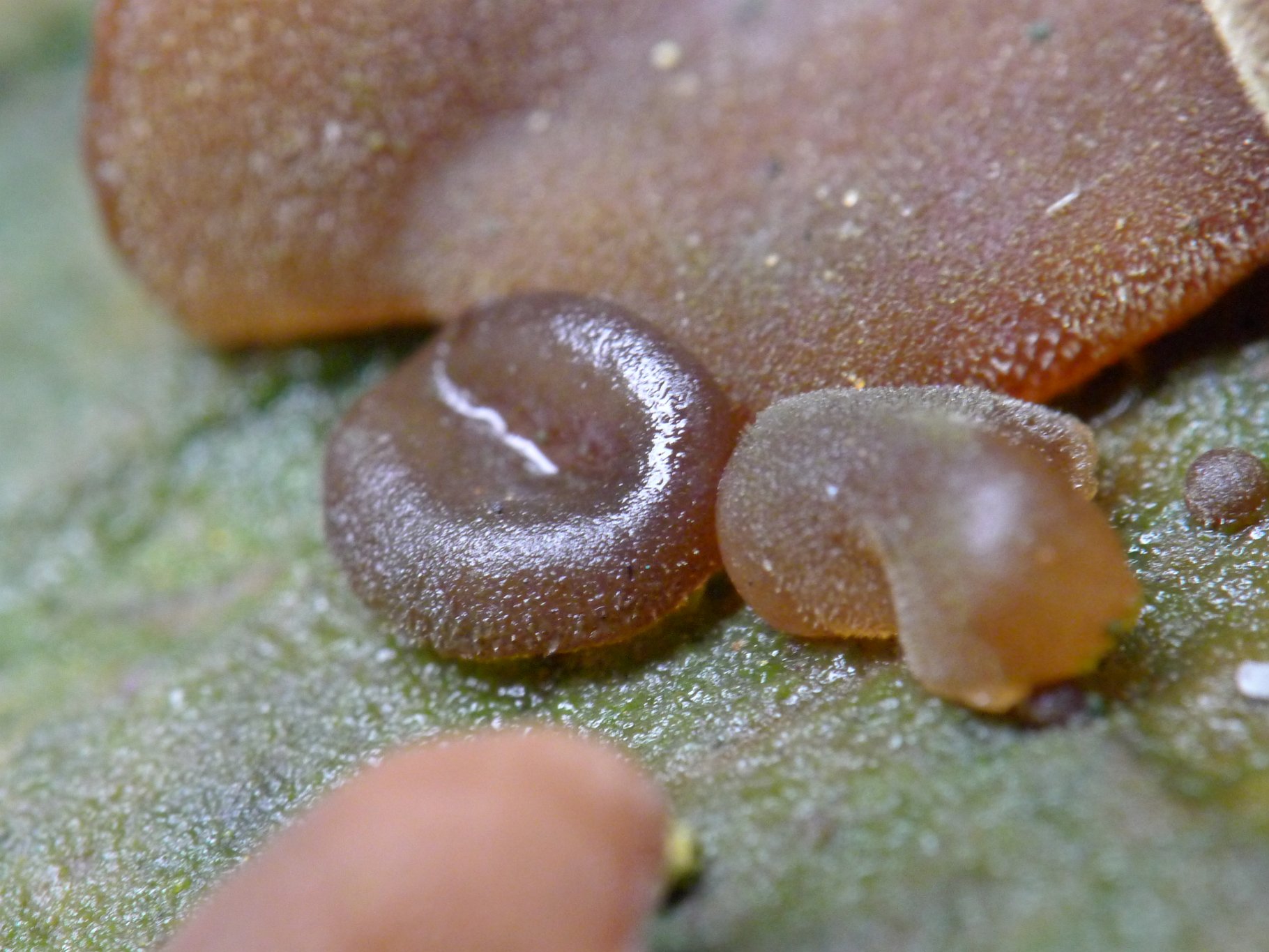 Jelly Ear - Auricularia auricula-judae